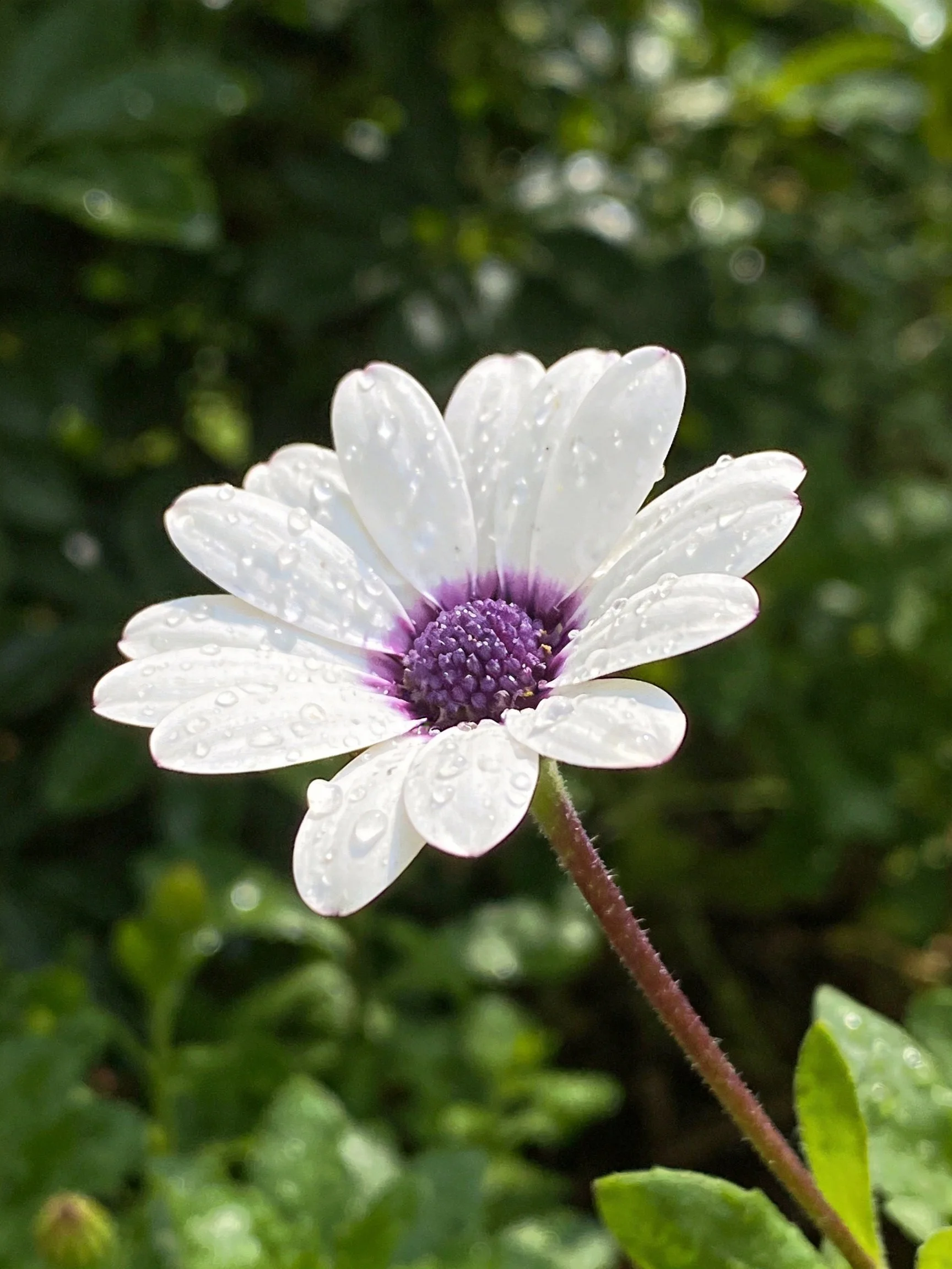 White daisy with purple center and water droplets