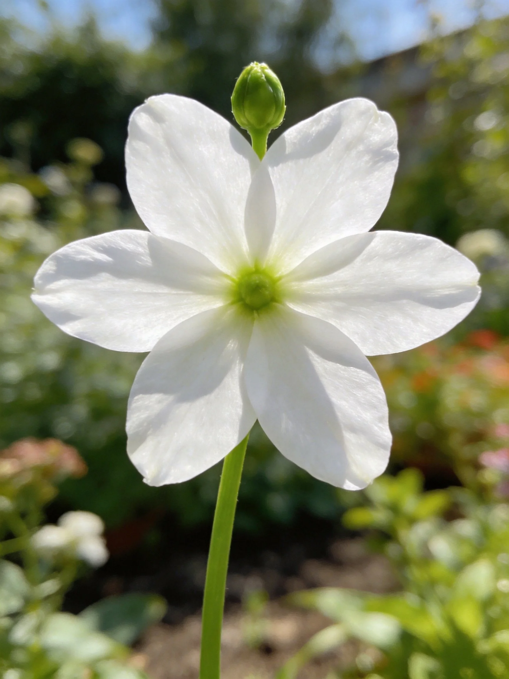 White five - petaled flower with green bud in garden