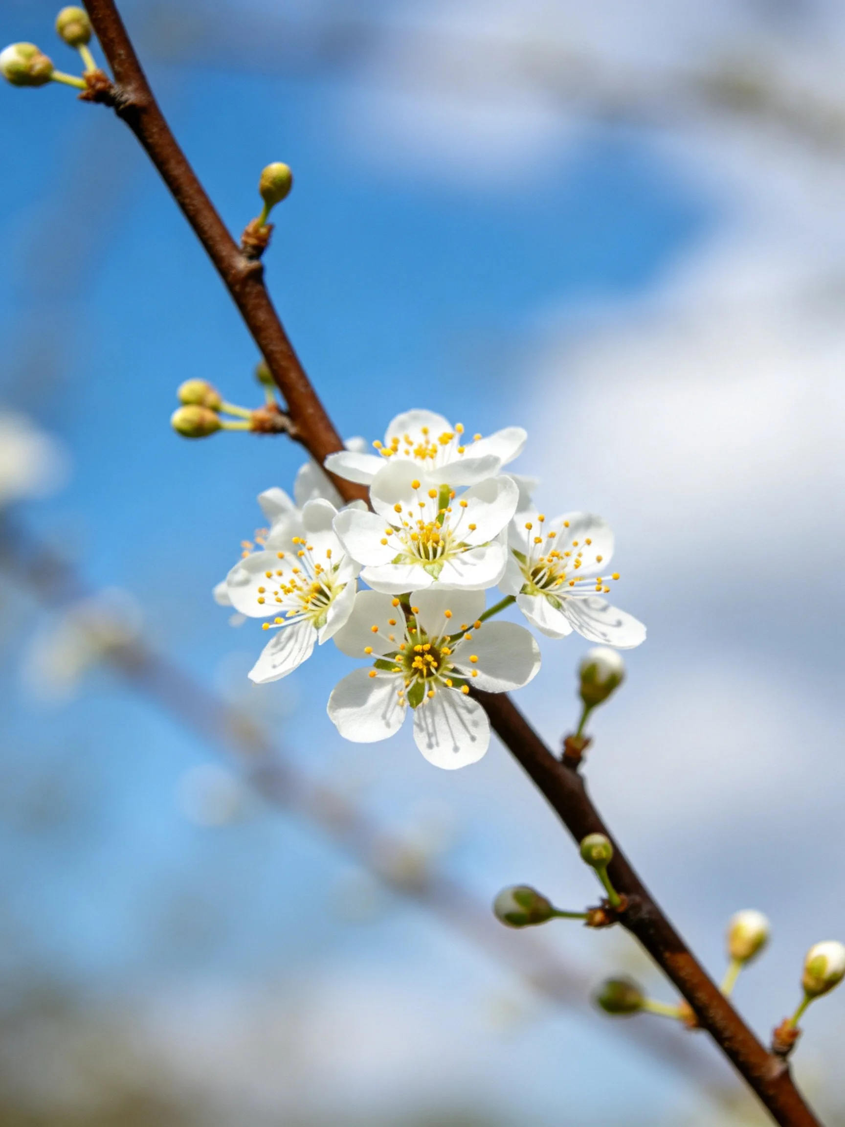 White flower cluster on brown branch with green buds against blue sky