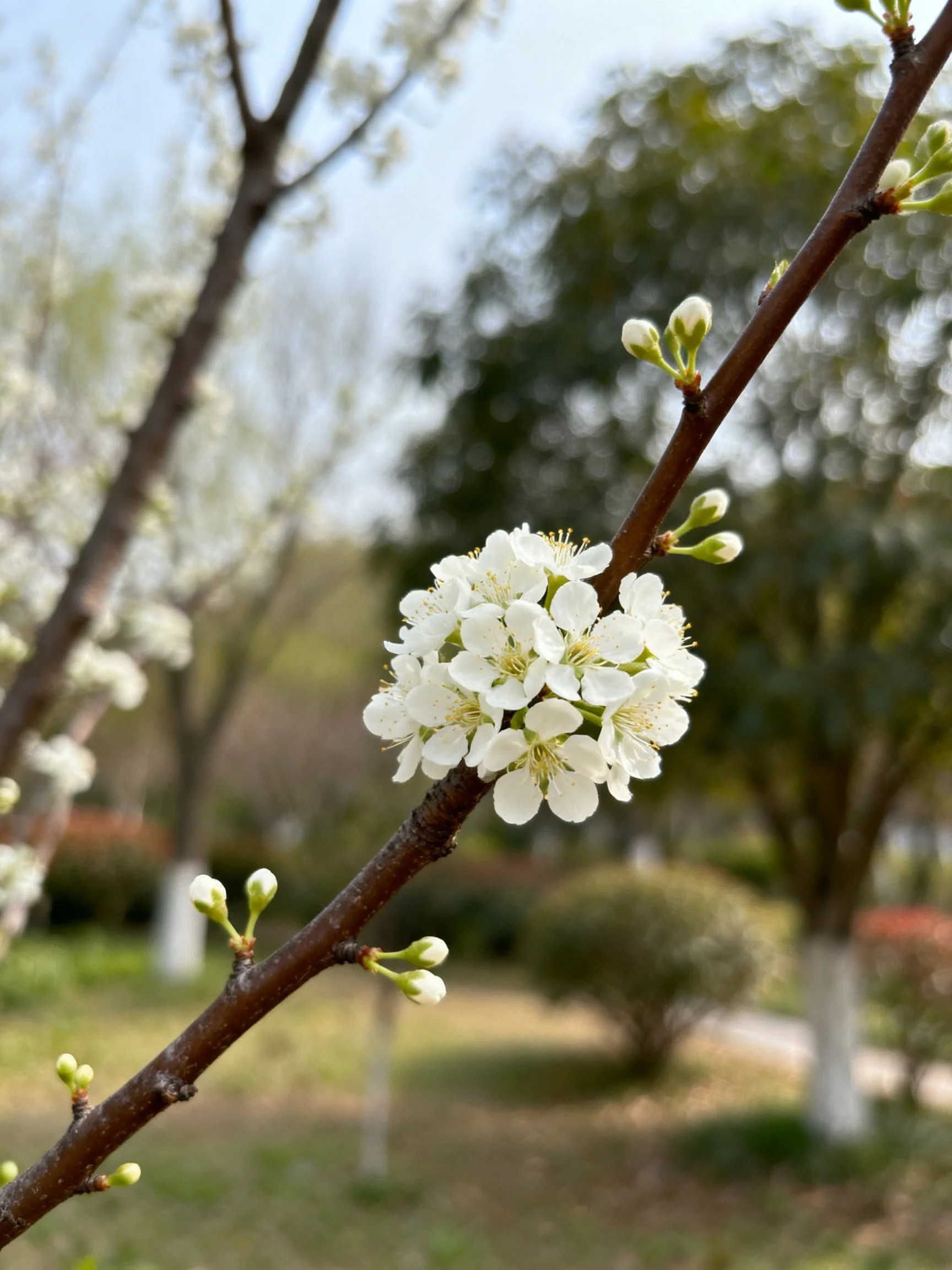 White flower clusters bloom on a dark brown branch in a sunlit park