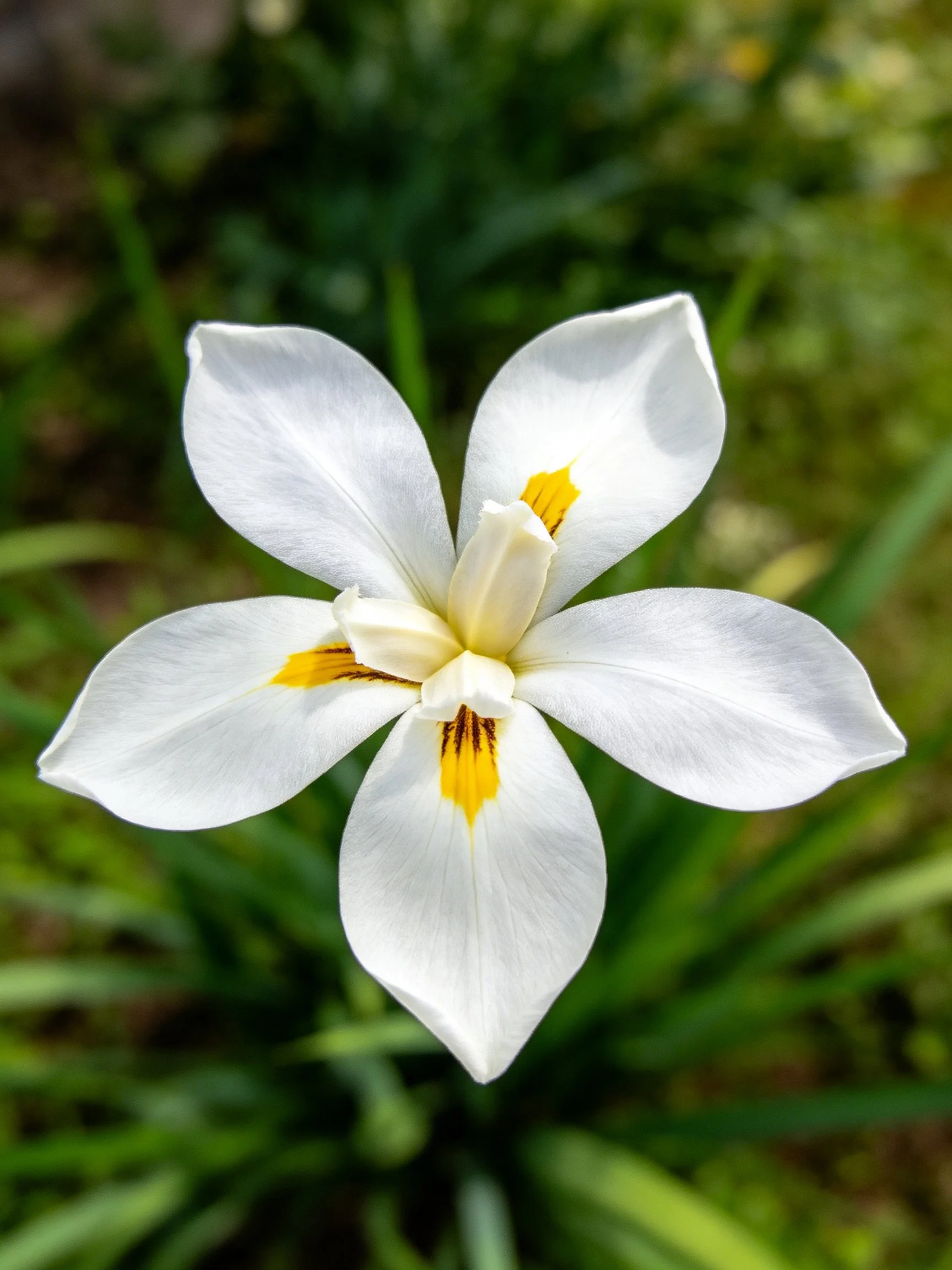 White flower with yellow markings amid green foliage