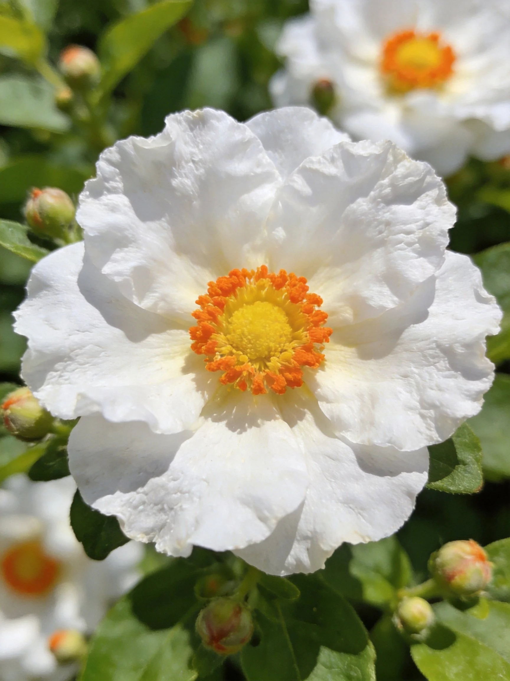 White flowers with orange centers amid green leaves and buds
