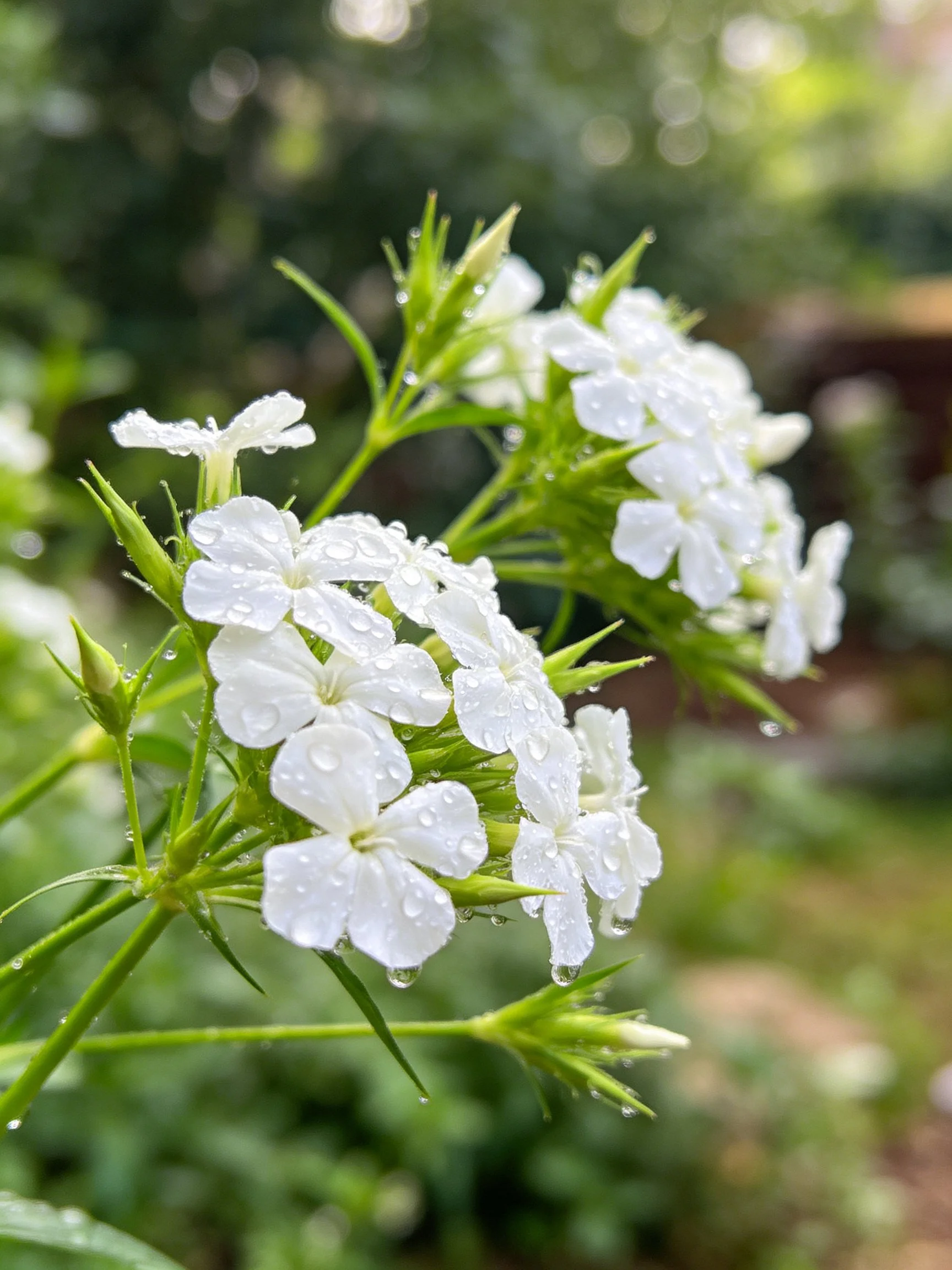 White flowers with water droplets among green foliage