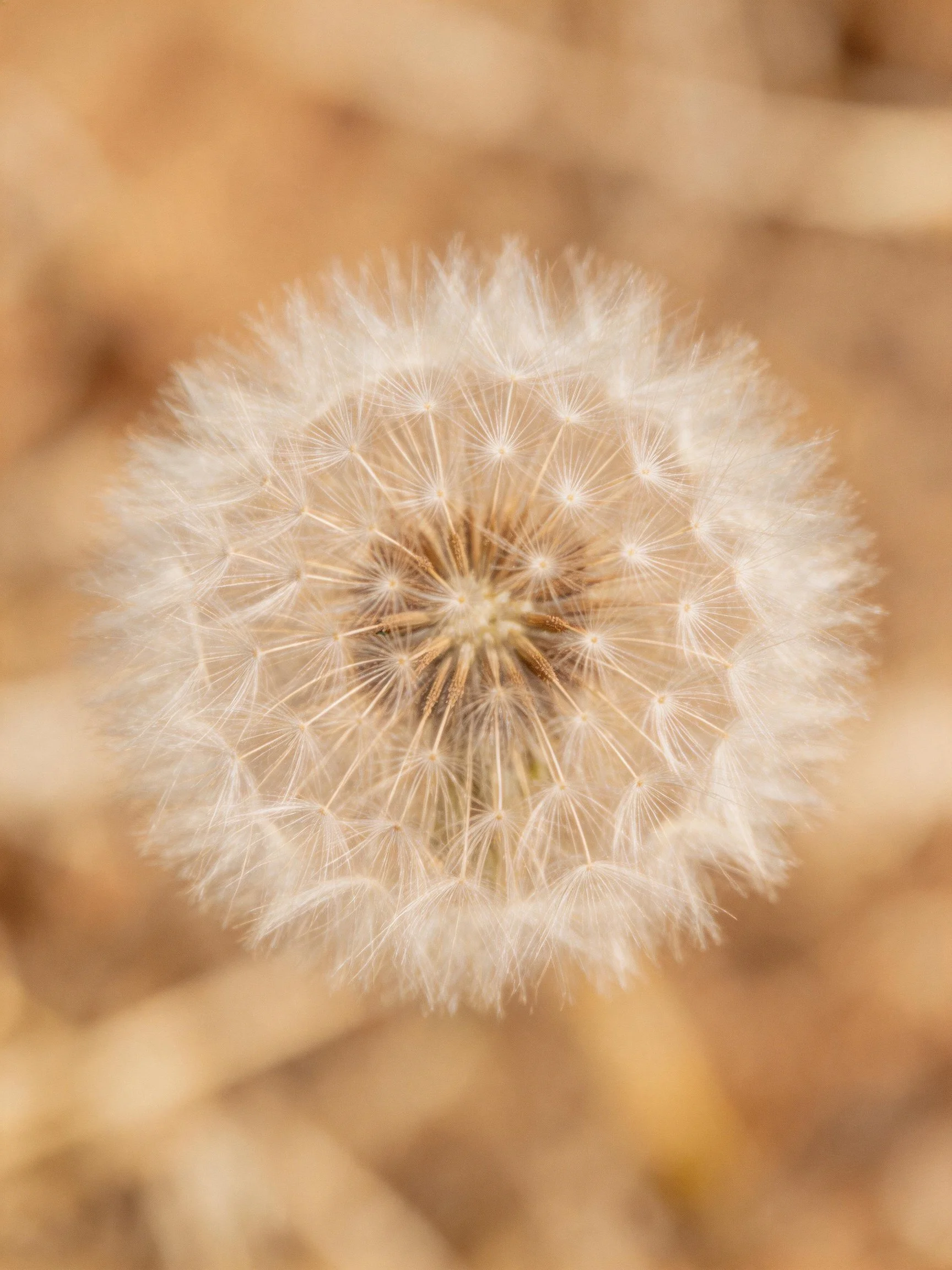 White fluffy dandelion seed head with blurred earthy backdrop