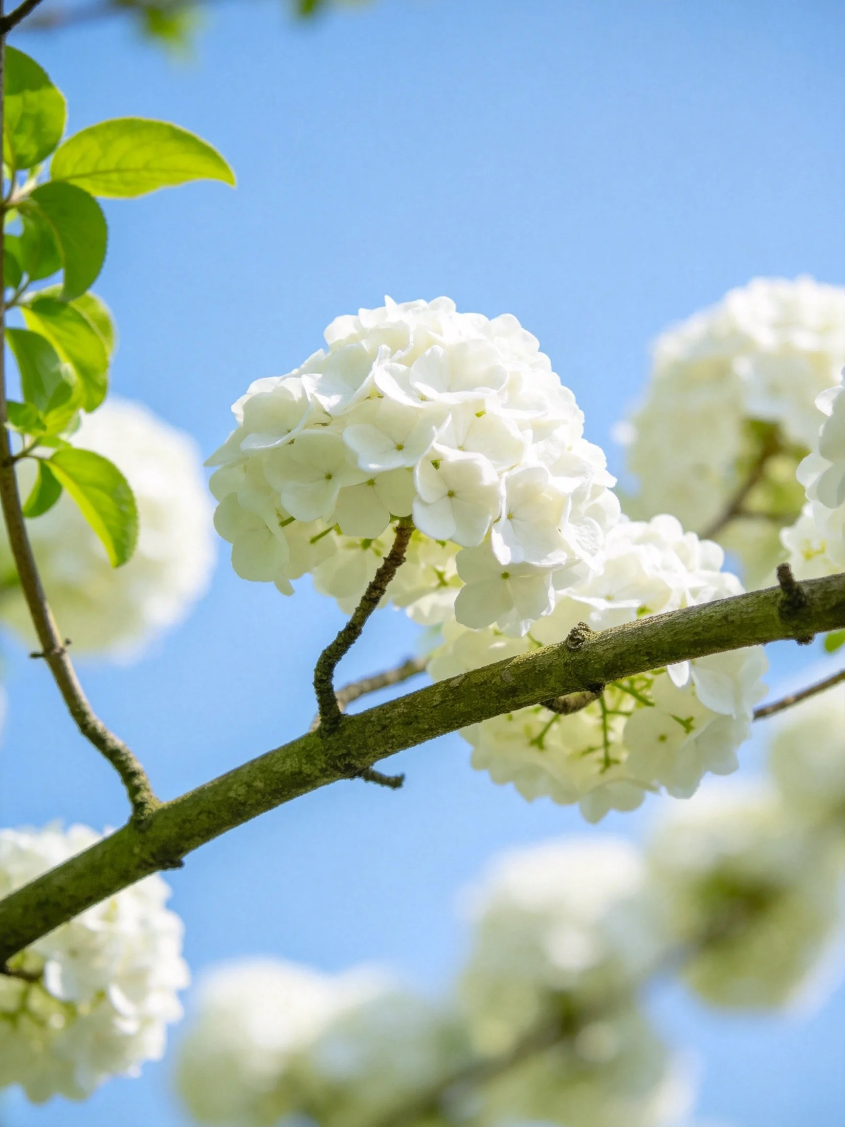 White hydrangea blooms on dark branches beneath clear blue sky
