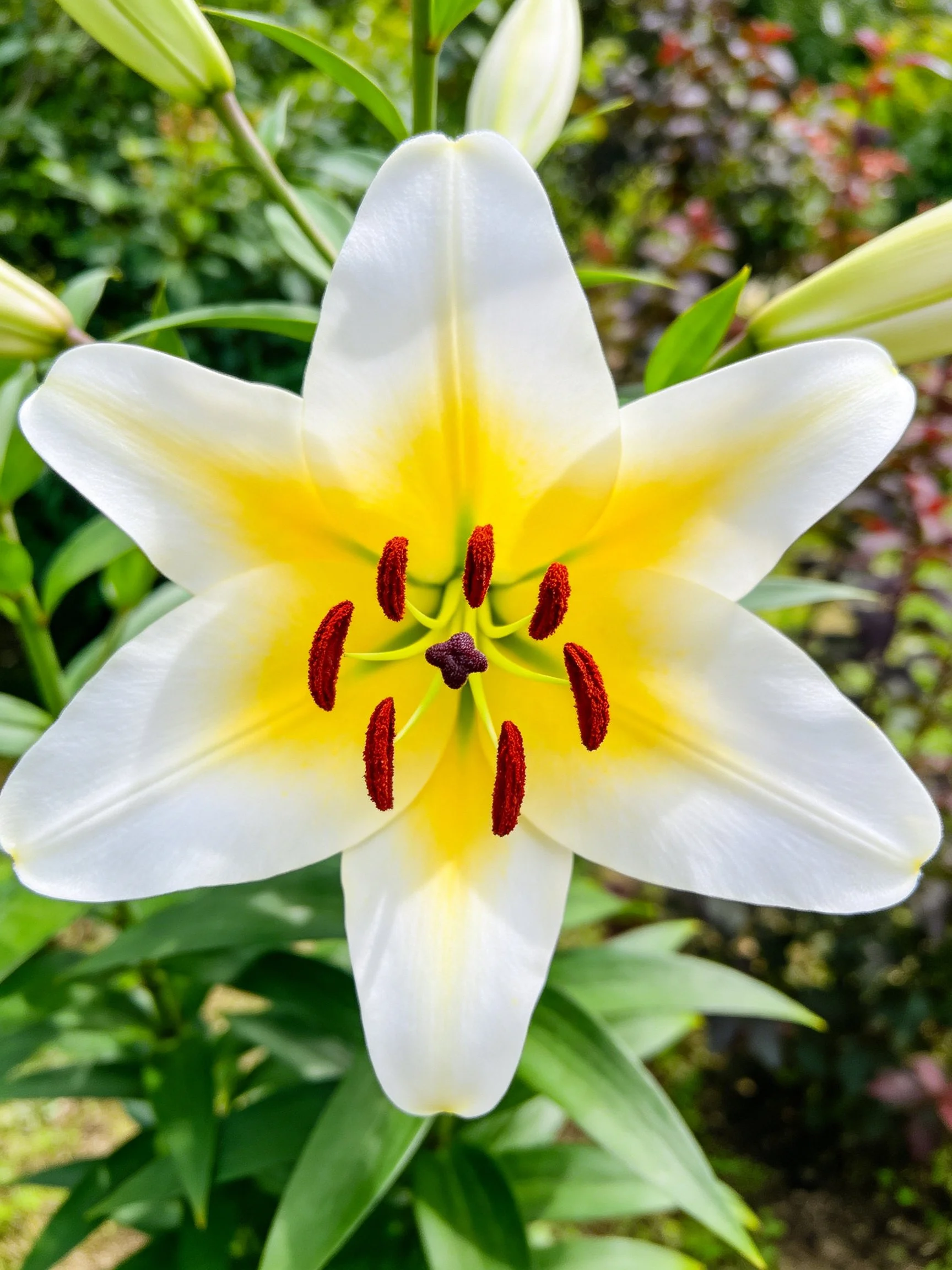 White lily with yellow center and red stamens