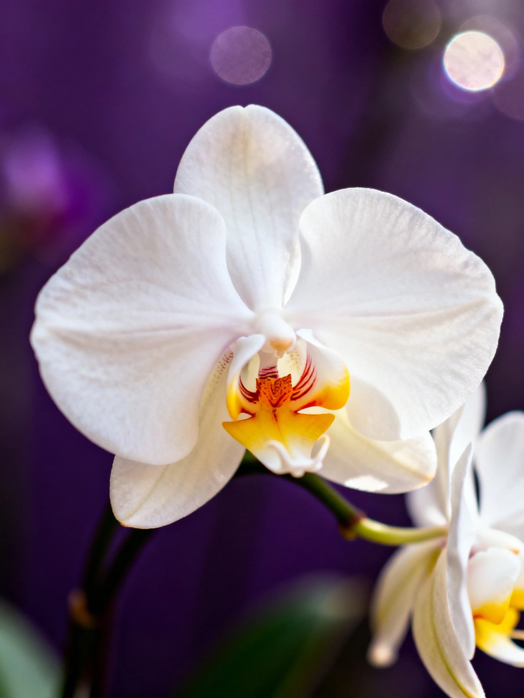 White orchid blooms with vibrant center against deep purple bokeh