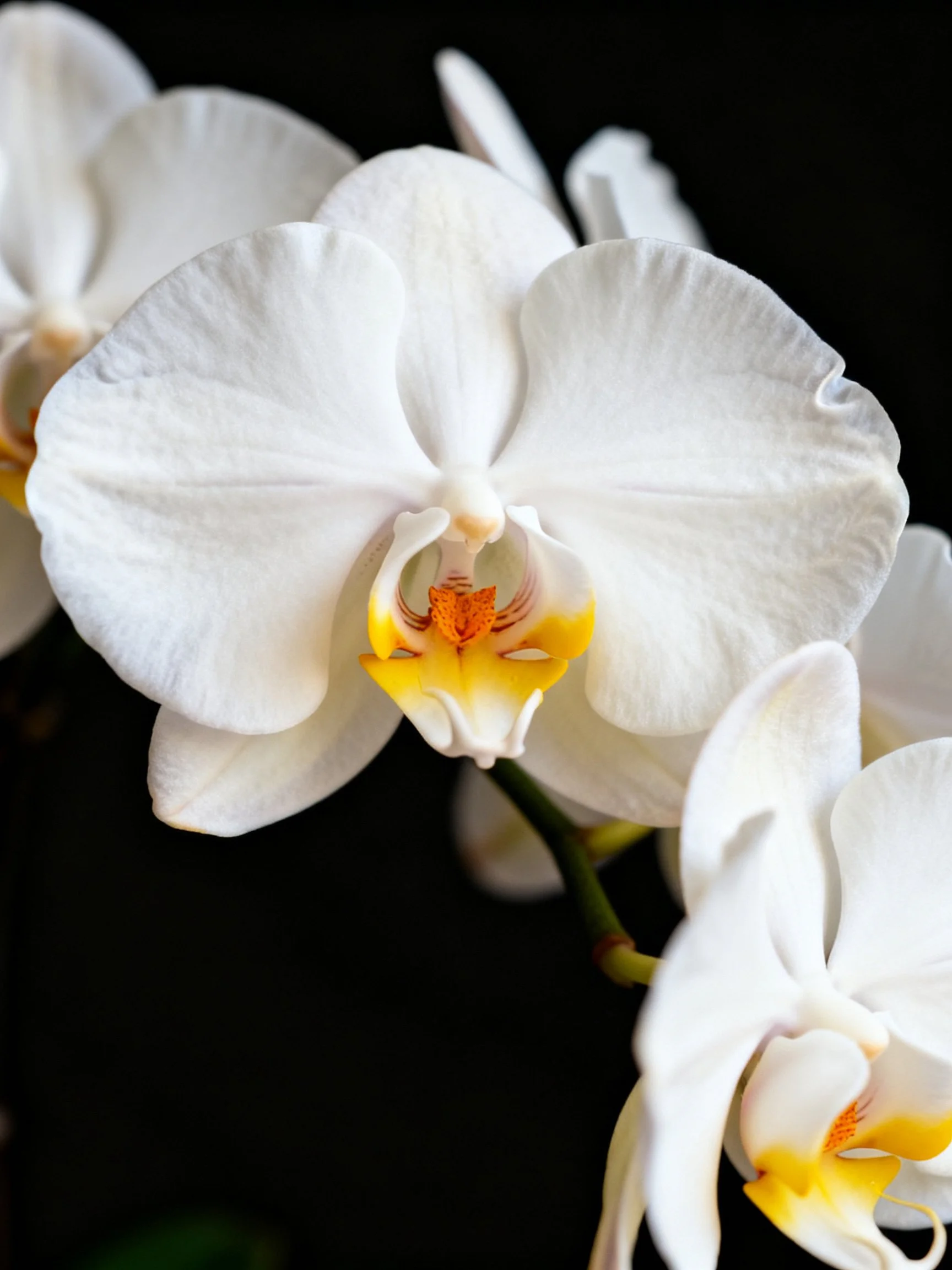 White orchid flowers with yellow accents are highlighted against a dark background.