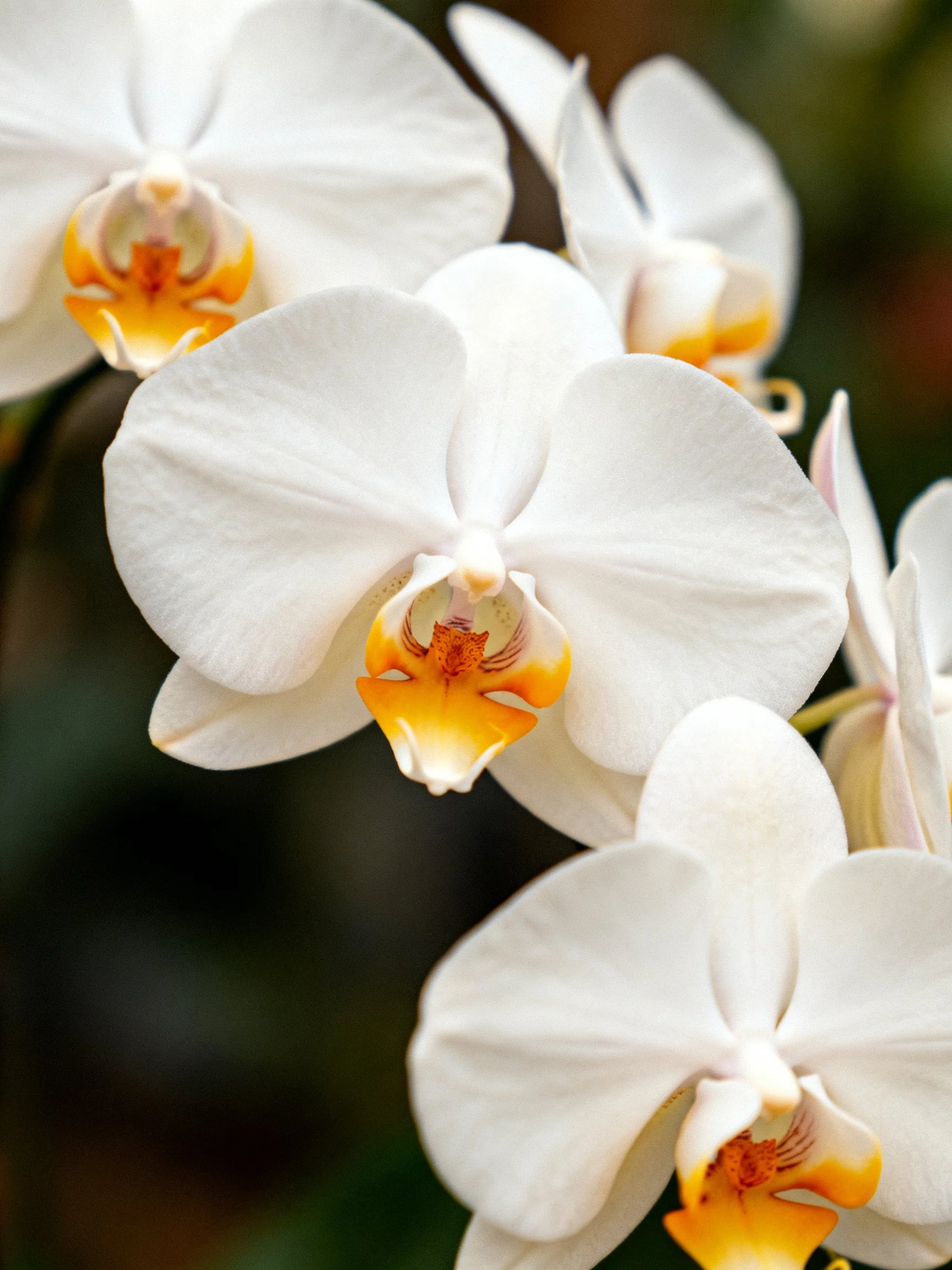 White orchid blooms with yellow-orange centers clustered together