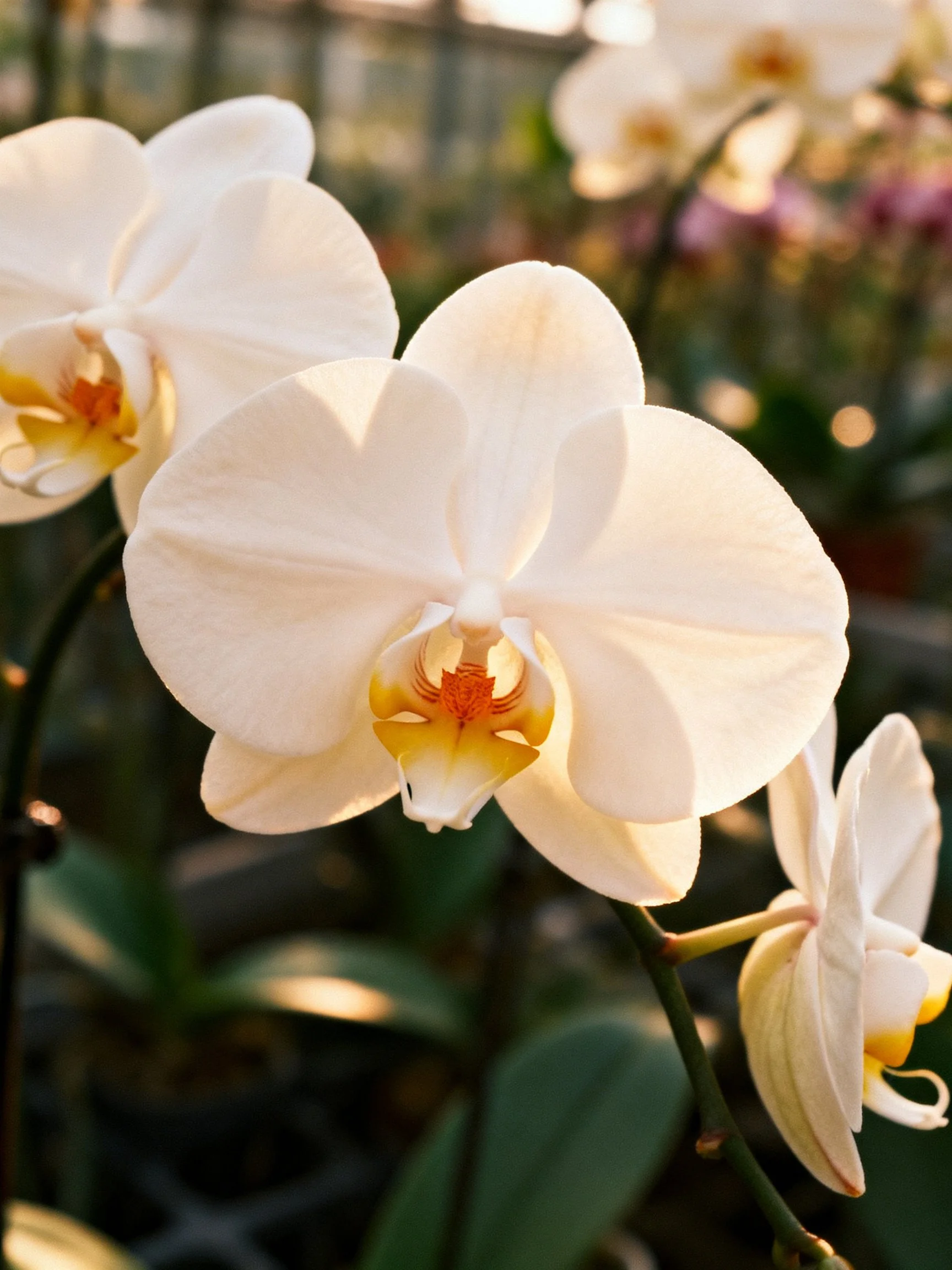 White orchid blooms with yellow-orange centers in a greenhouse