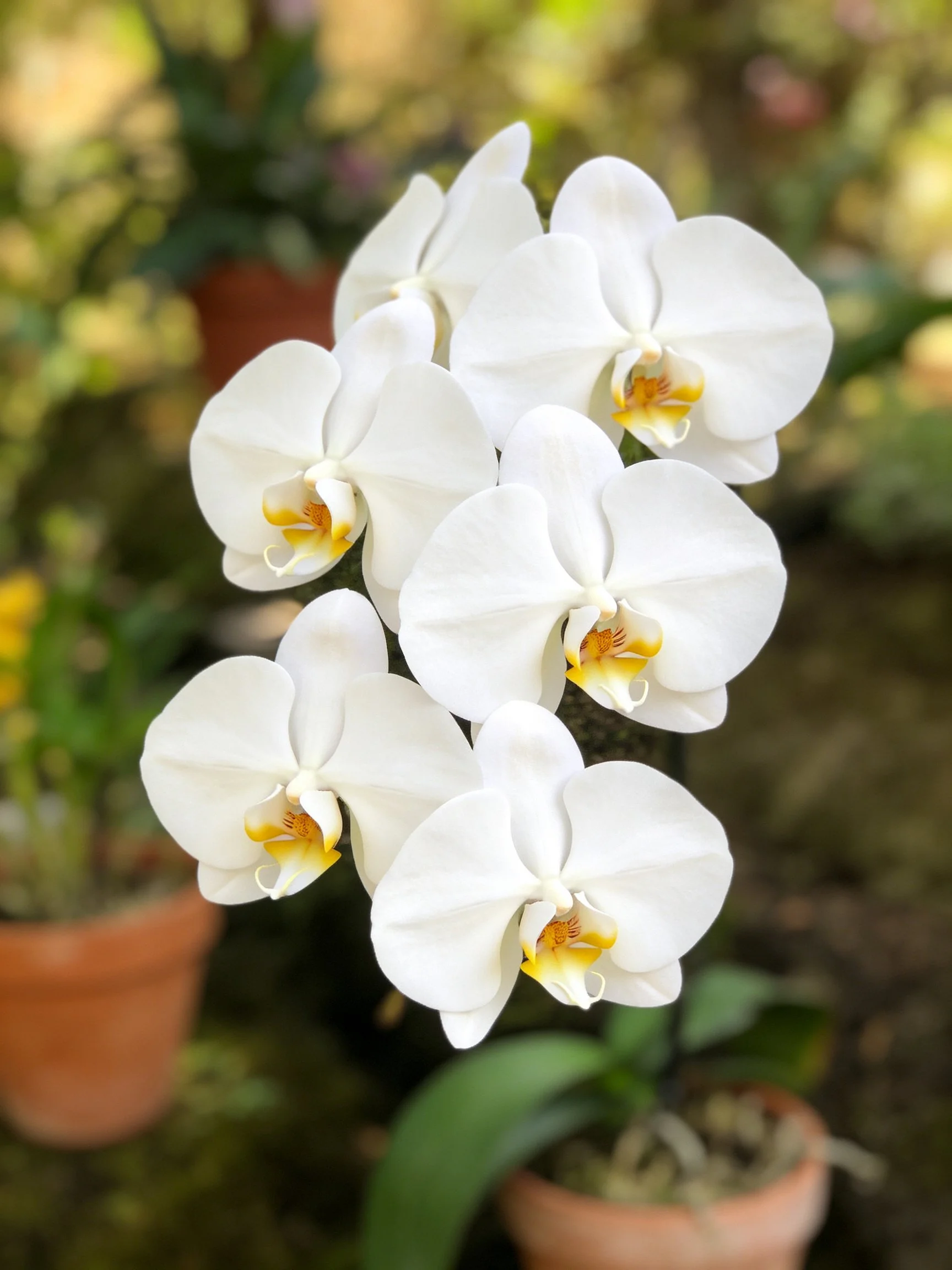 White orchid cluster with yellow centers in terracotta pots