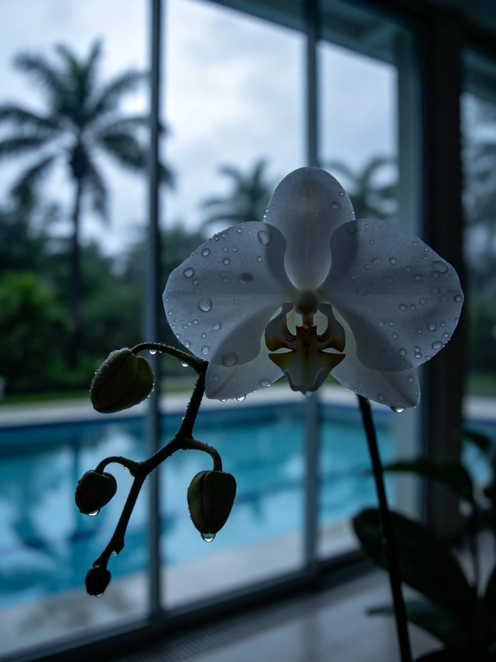 White orchid with water droplets by glass windows overlooking a pool