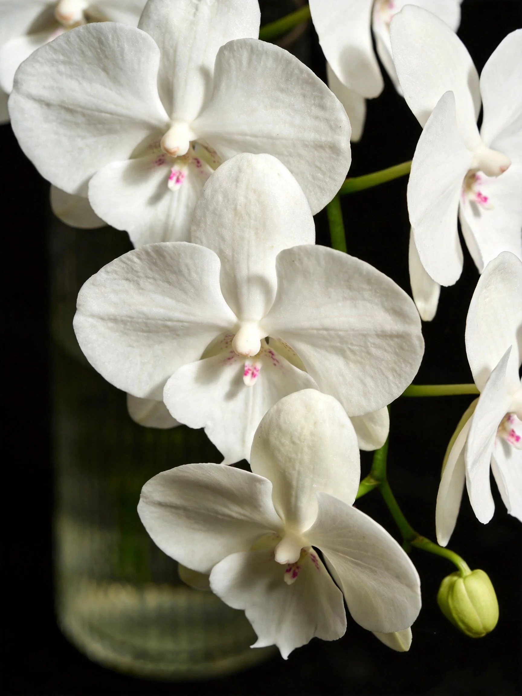 White orchids with pink centers in glass container