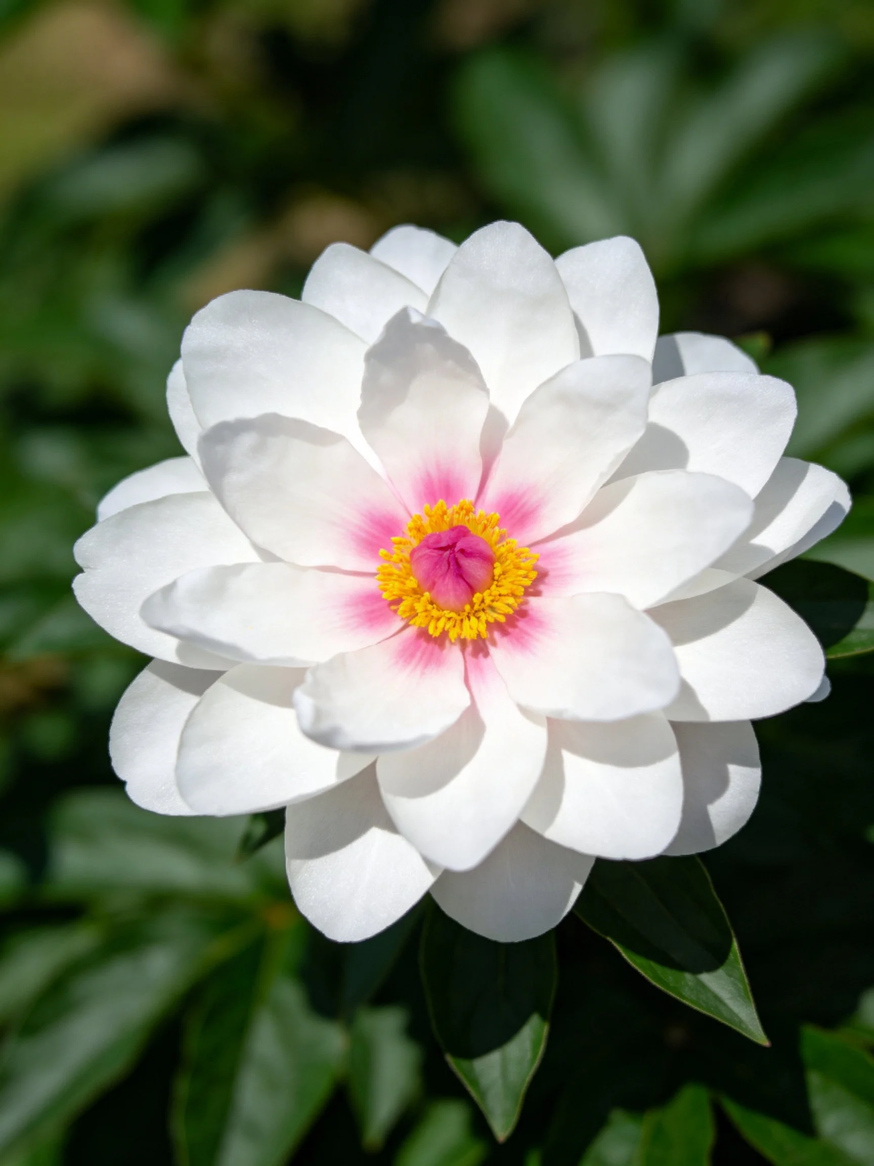 White peony with pink and yellow center amidst green leaves