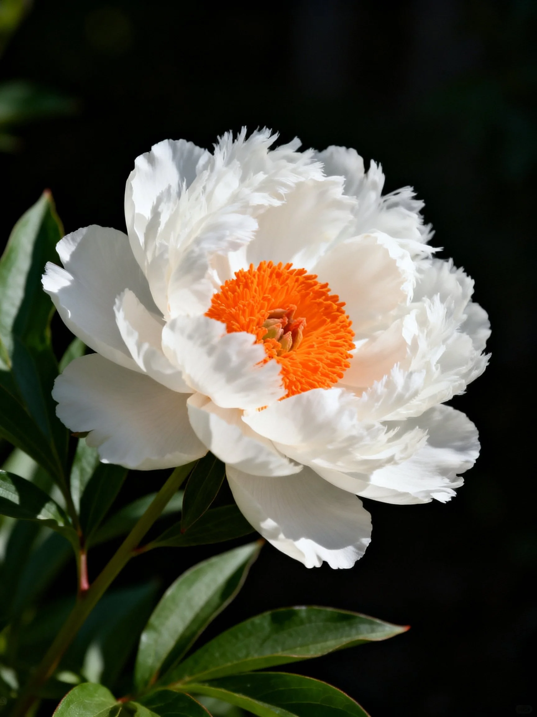 White peony with vibrant orange center, delicate petals, lush green leaves