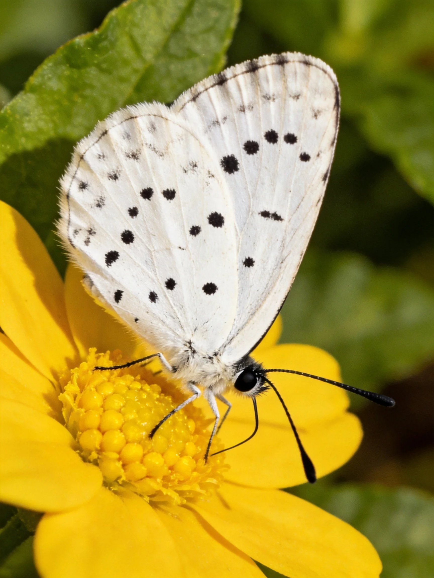 White spotted butterfly on a bright yellow flower