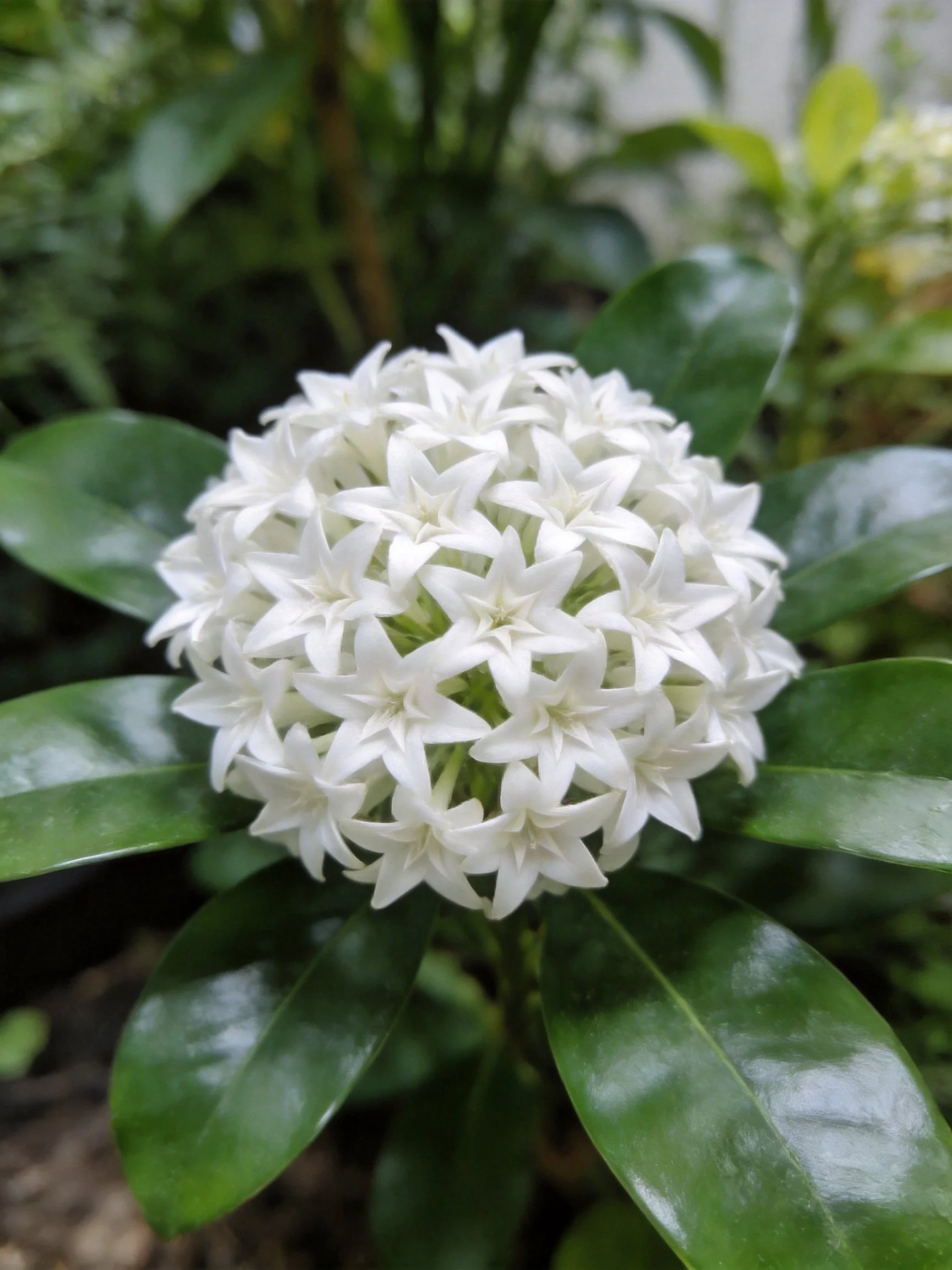 White star - shaped flowers clustered amid glossy green leaves