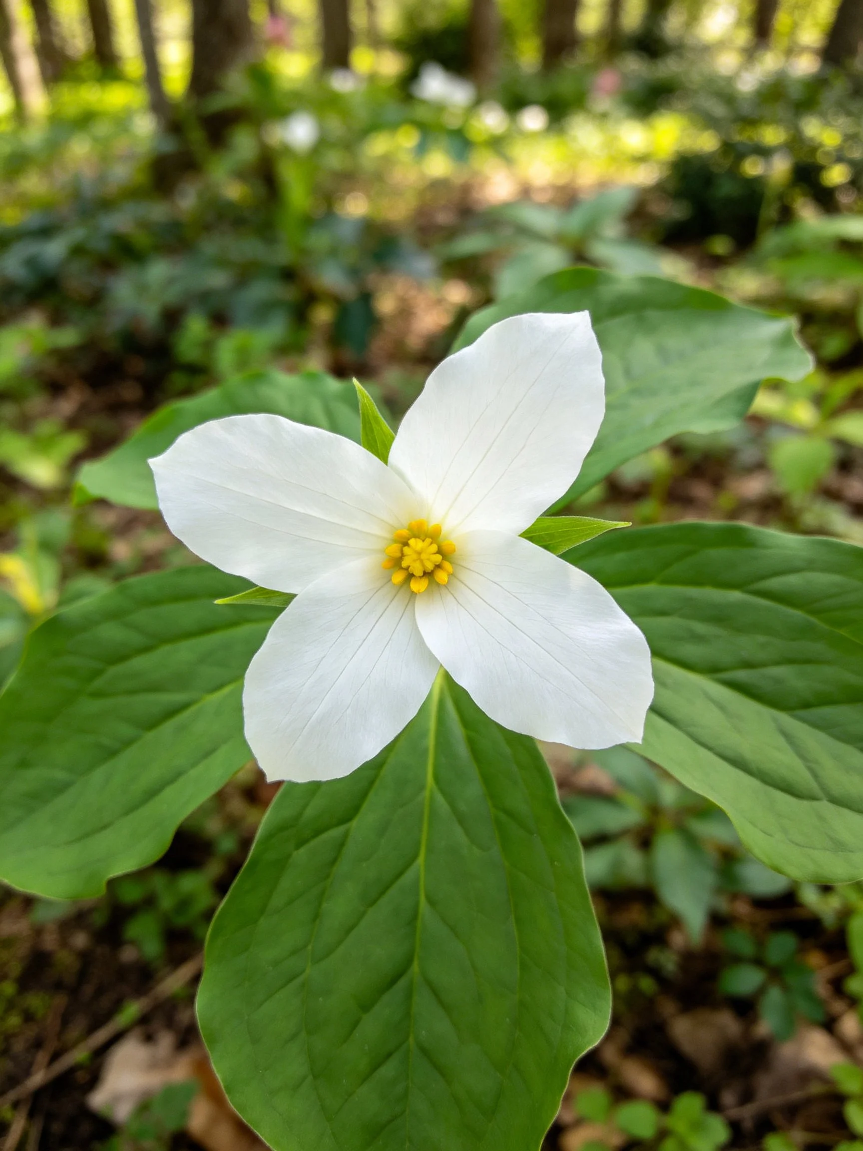 White trillium flower with yellow center in forest
