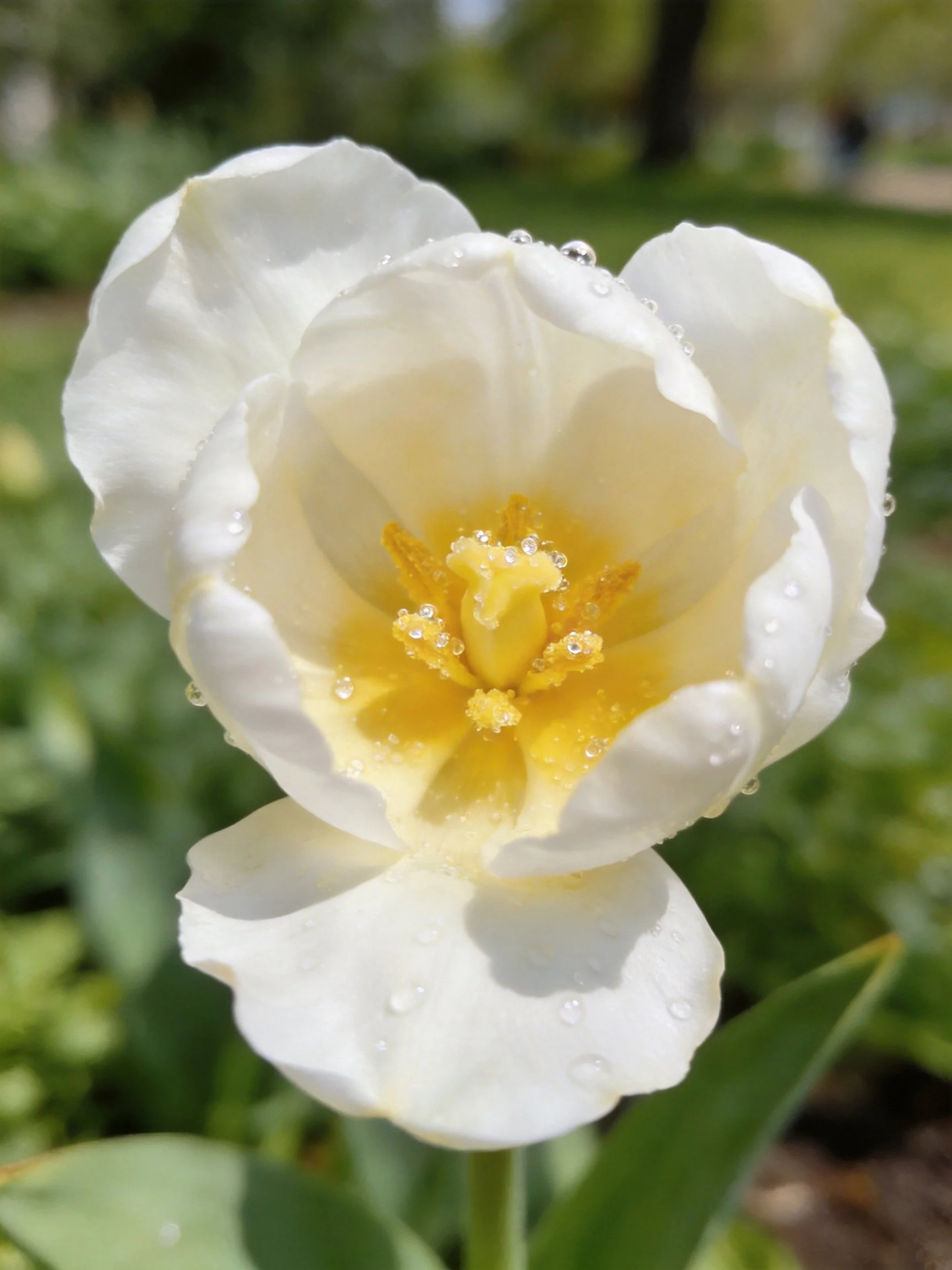 White tulip with water droplets and yellow center