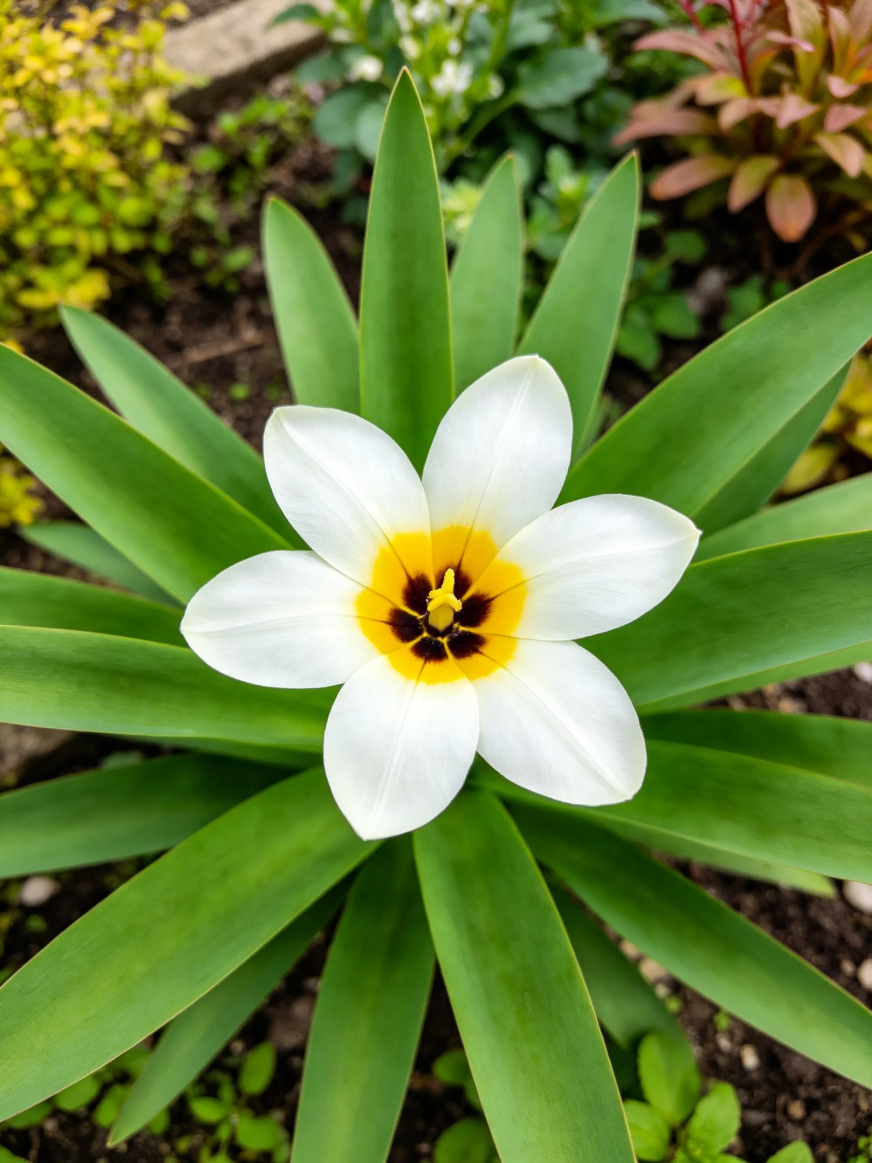 White tulip with yellow-brown center amid lush green leaves