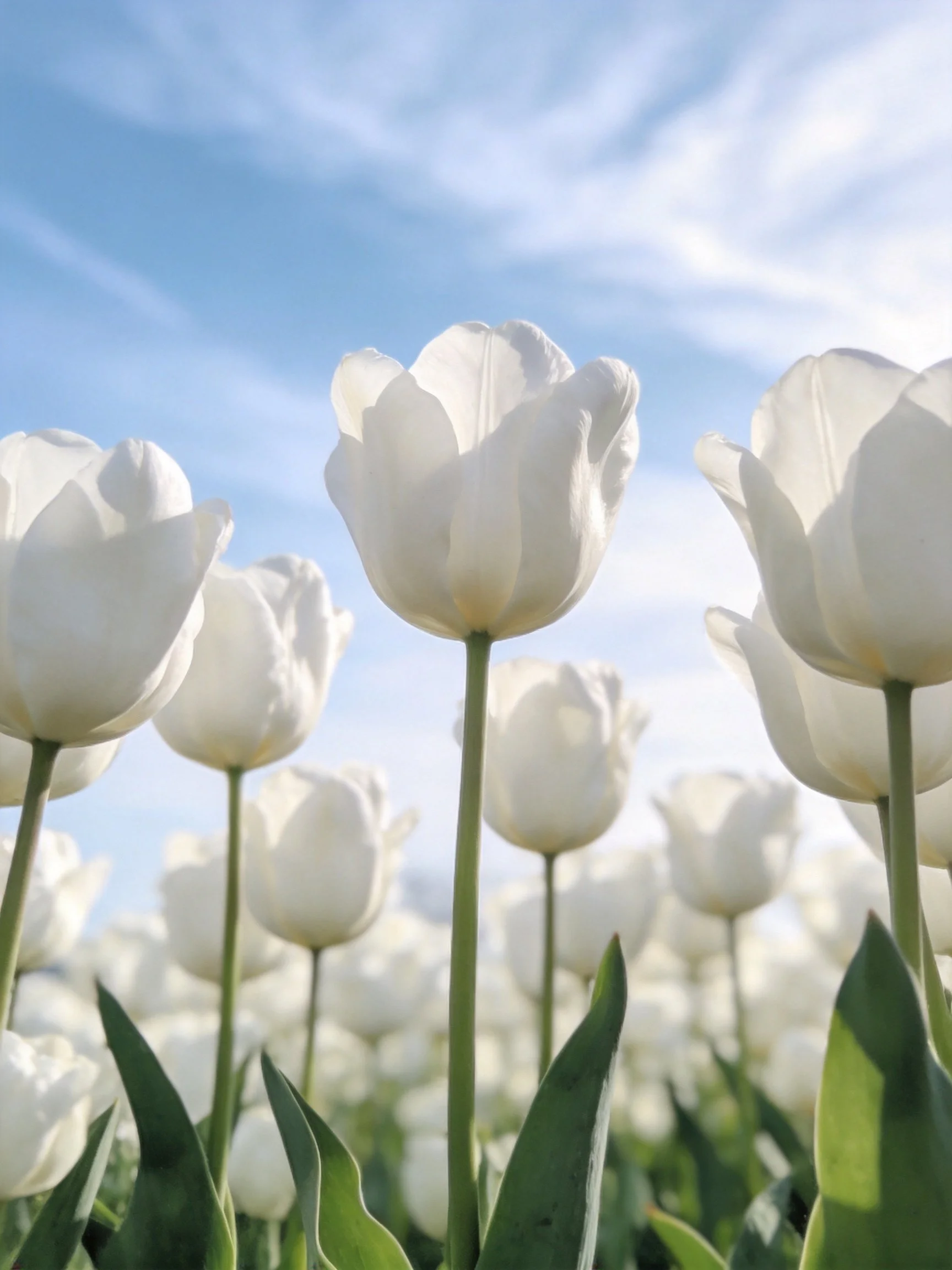 White tulips blooming in a field under clear blue sky