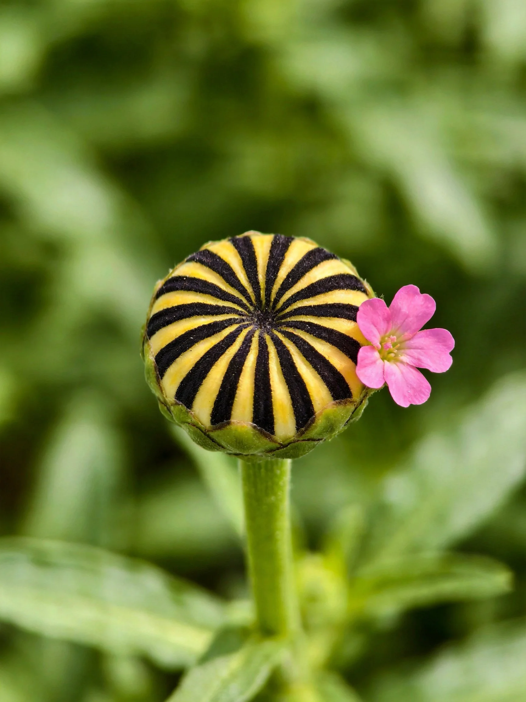 Yellow and black striped bud with pink flower against green foliage