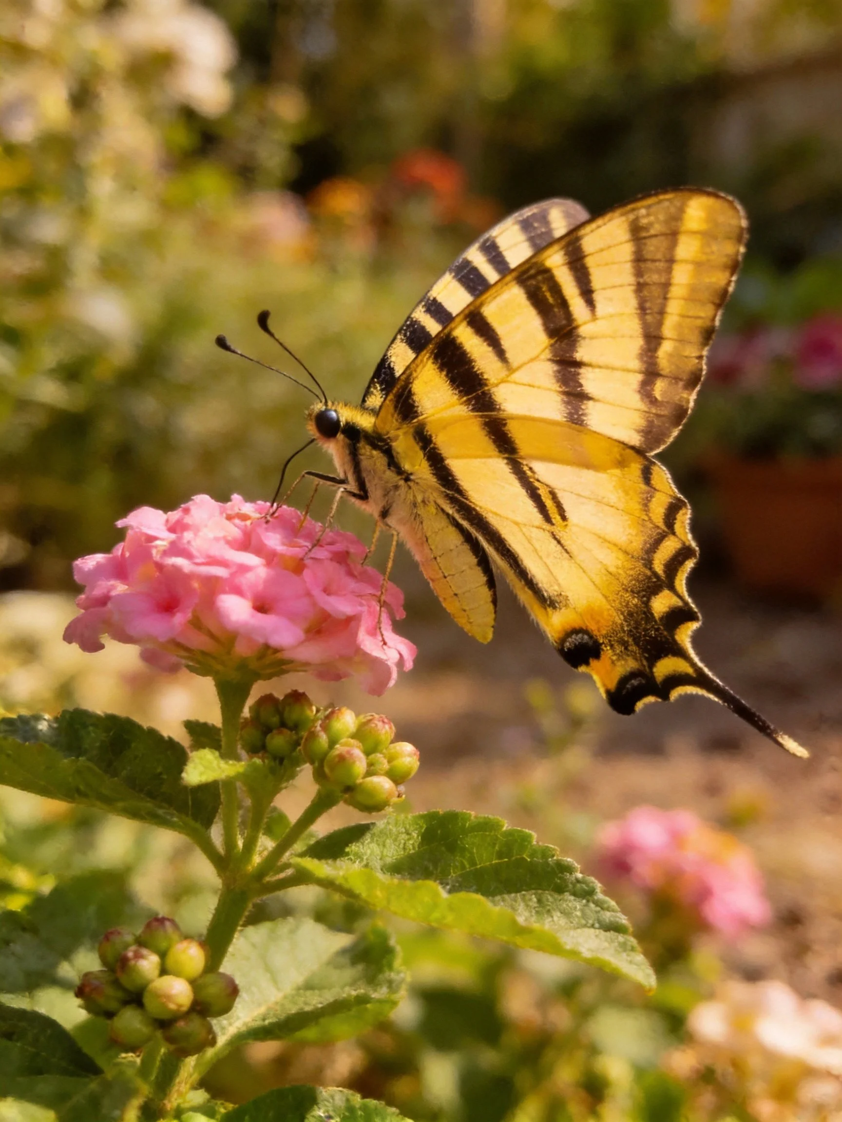 Yellow and black striped butterfly feeding on pink flowers
