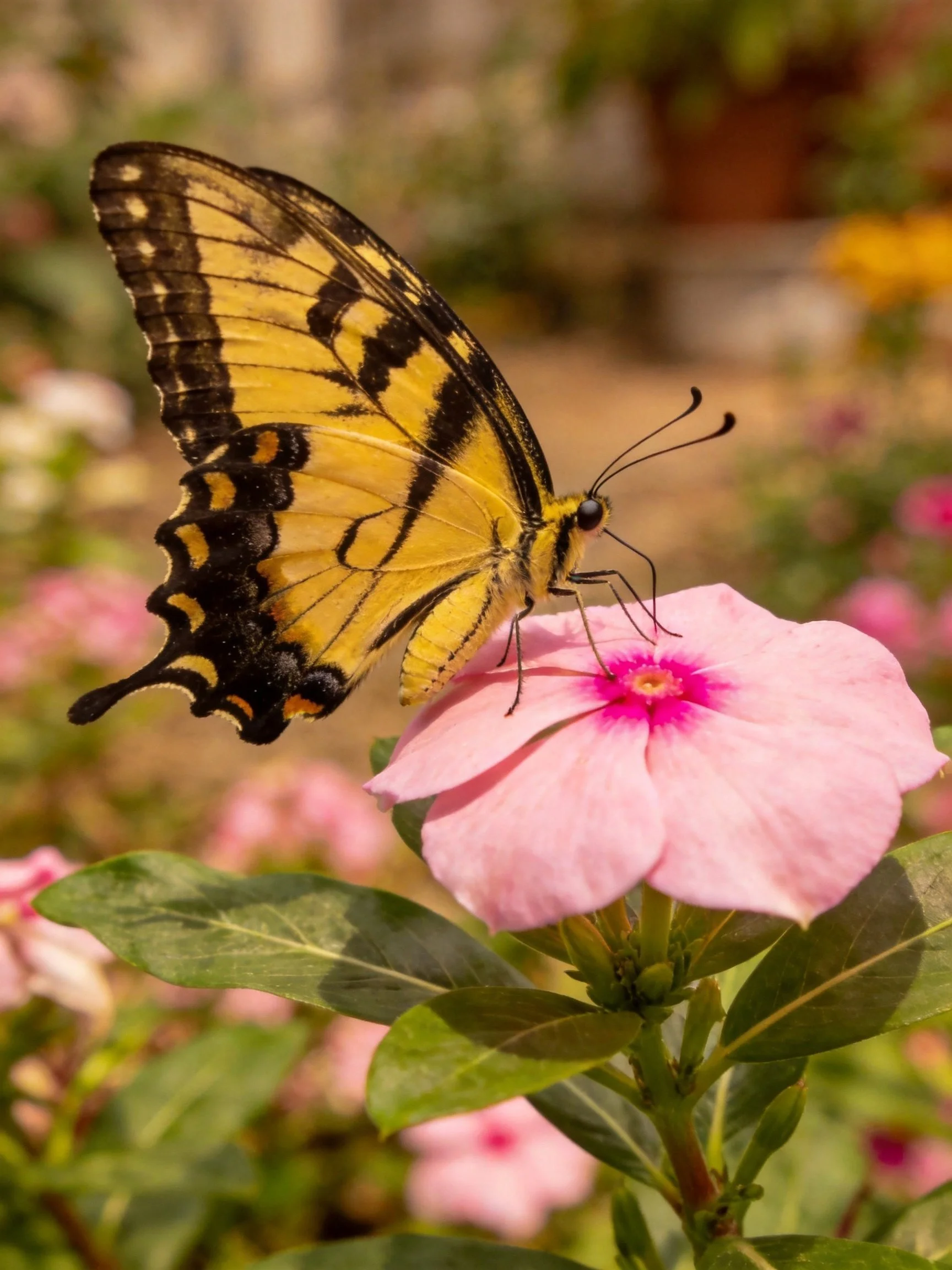 Yellow and black swallowtail butterfly on pink flower