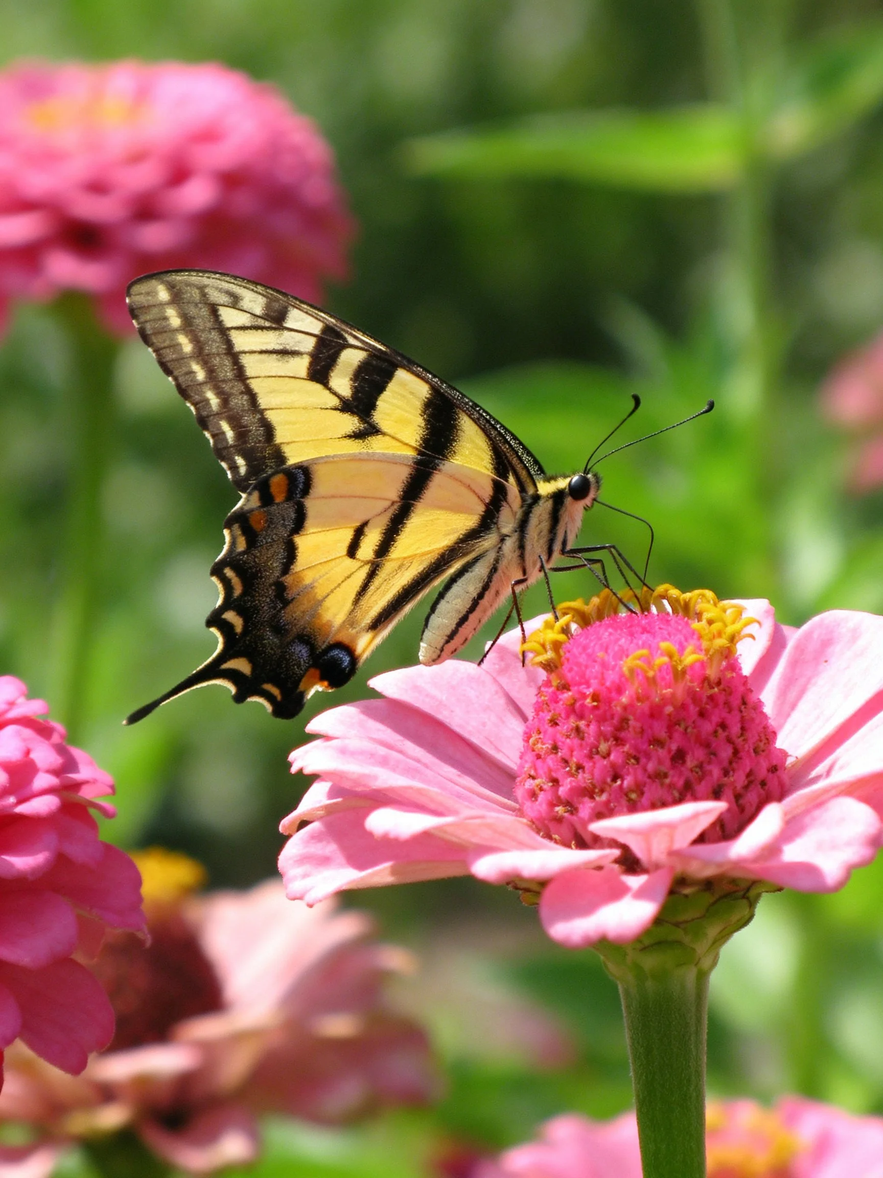 Yellow and black swallowtail butterfly on pink zinnia flower