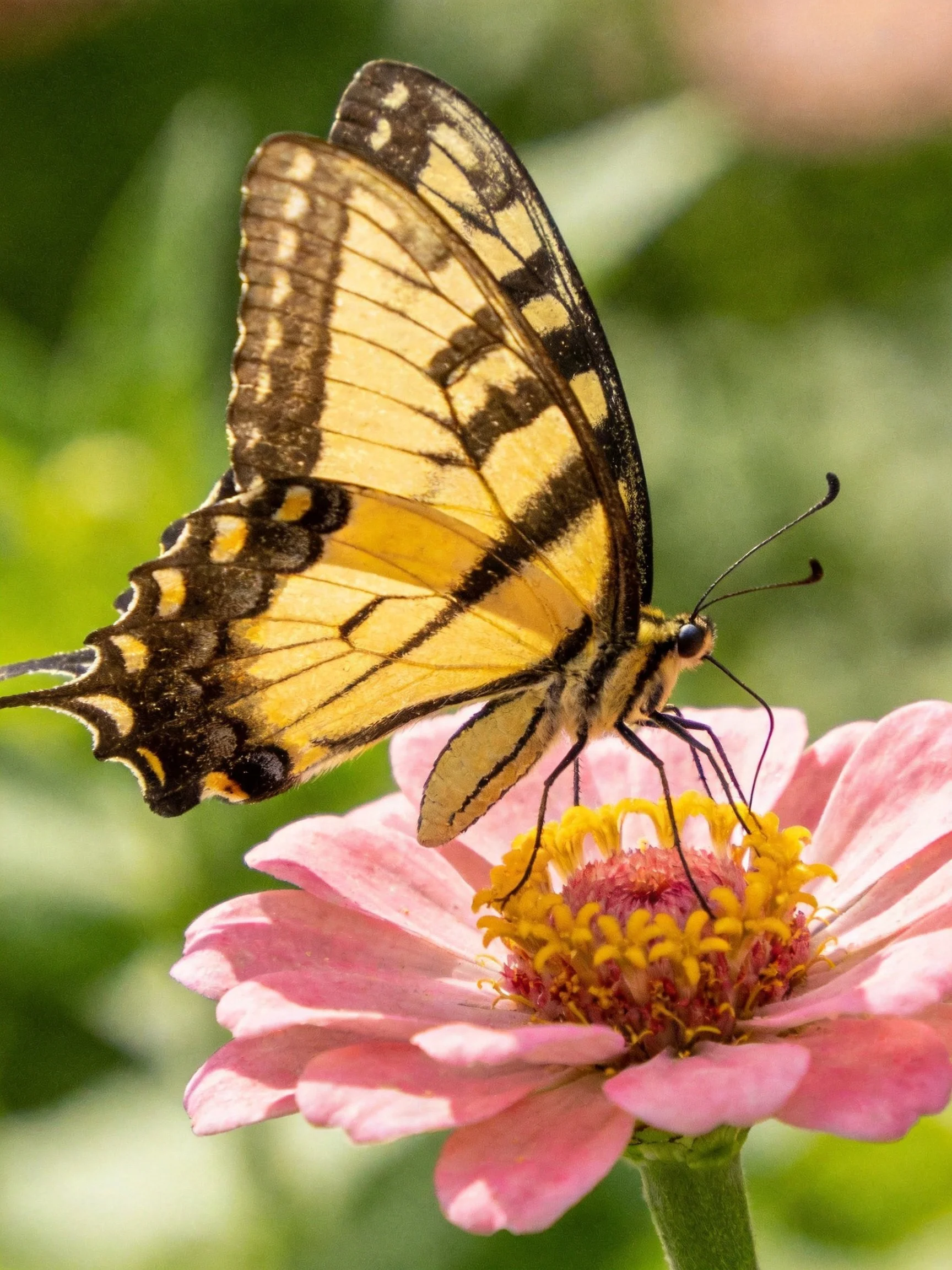 Yellow and black swallowtail butterfly perched on pink zinnia flower