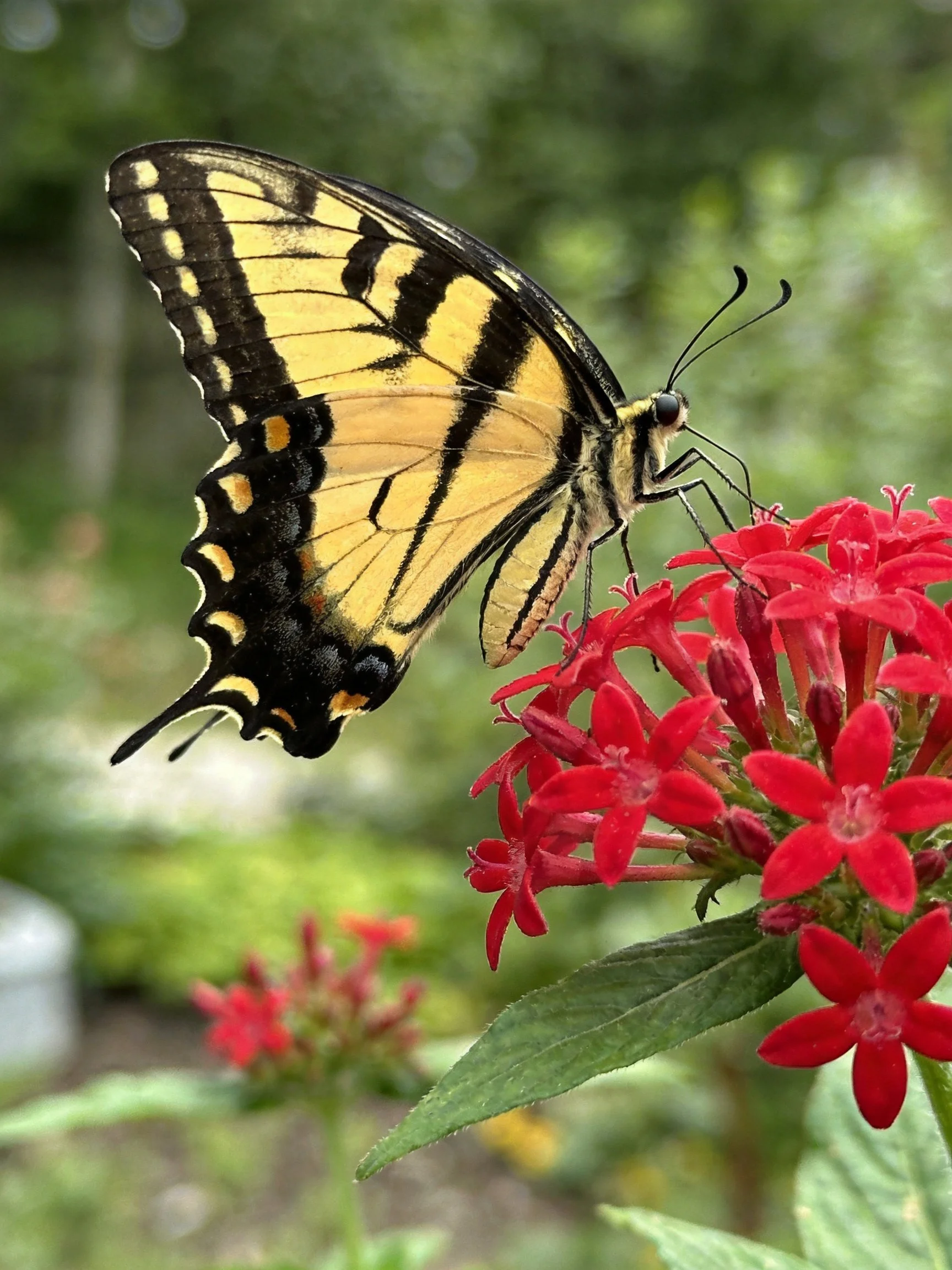 Yellow and black swallowtail butterfly perched on red flowers