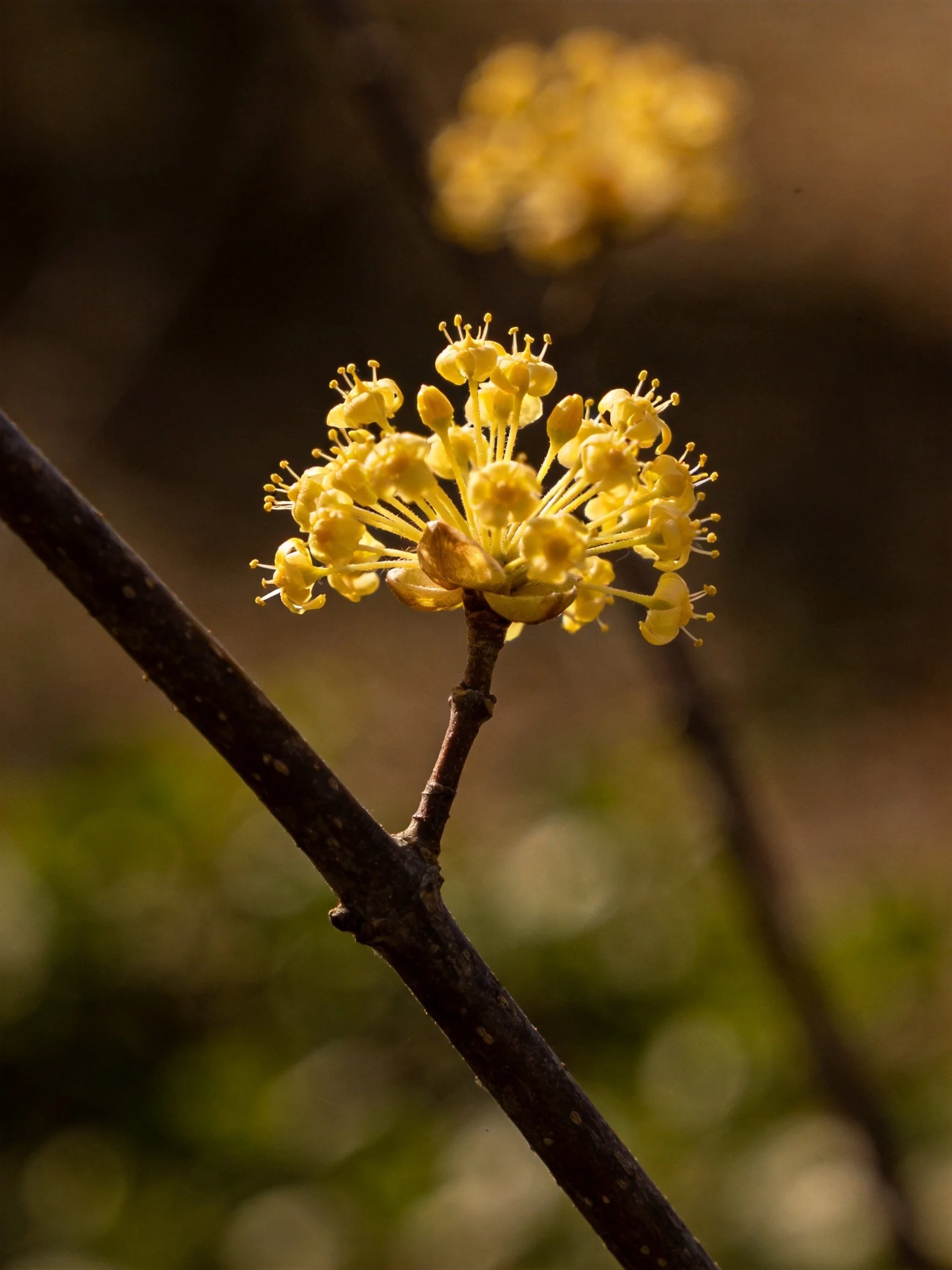 Yellow clustered flowers on dark branch with bokeh background