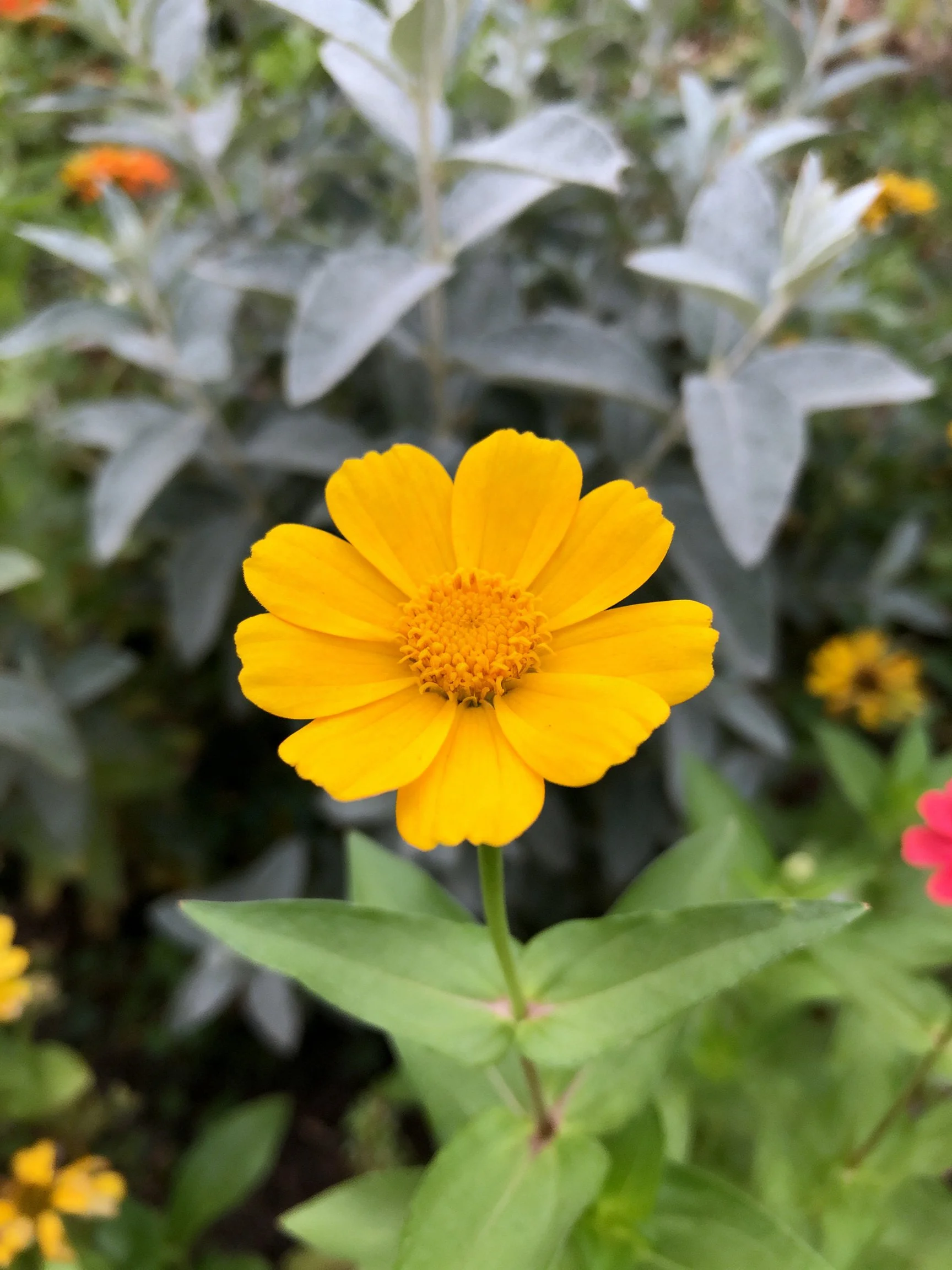 Yellow flower centered among silvery foliage and mixed blooms