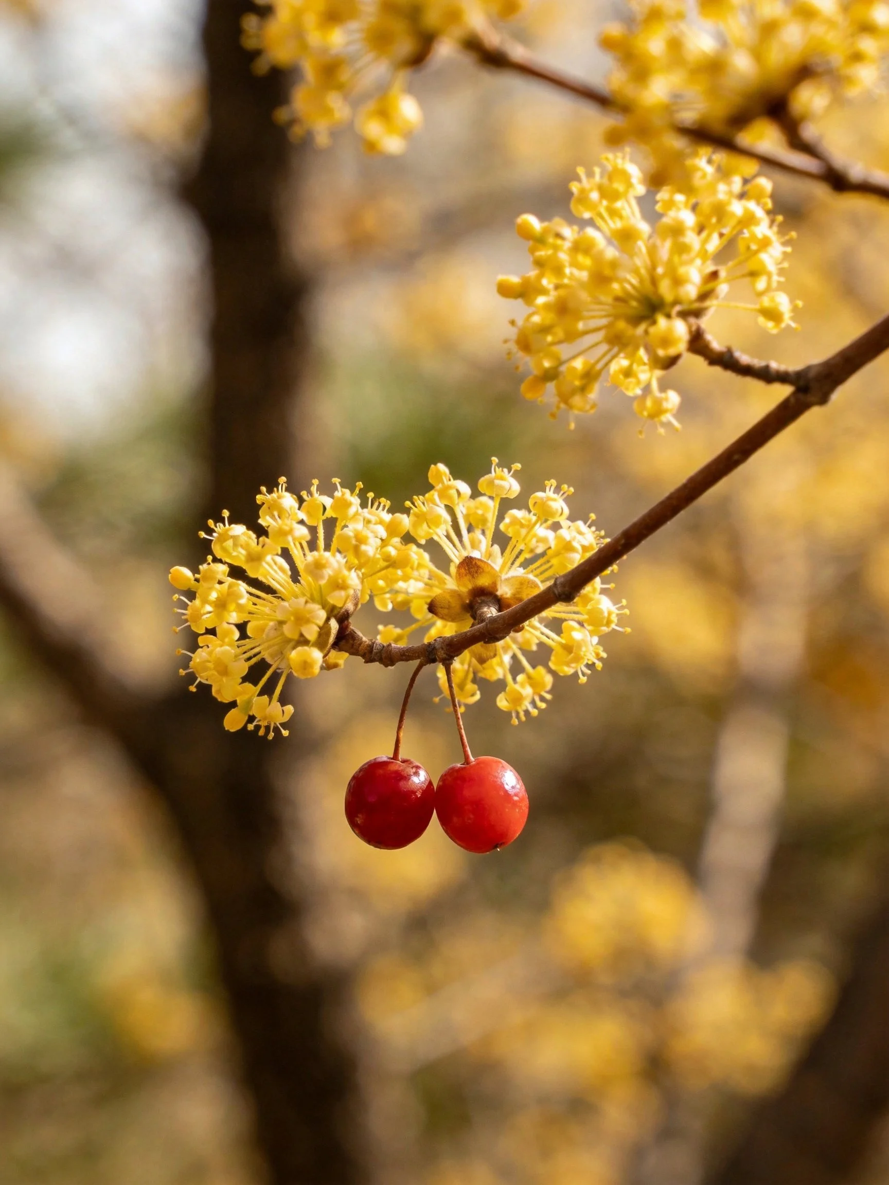 Yellow flower clusters and two red berries on tree branches