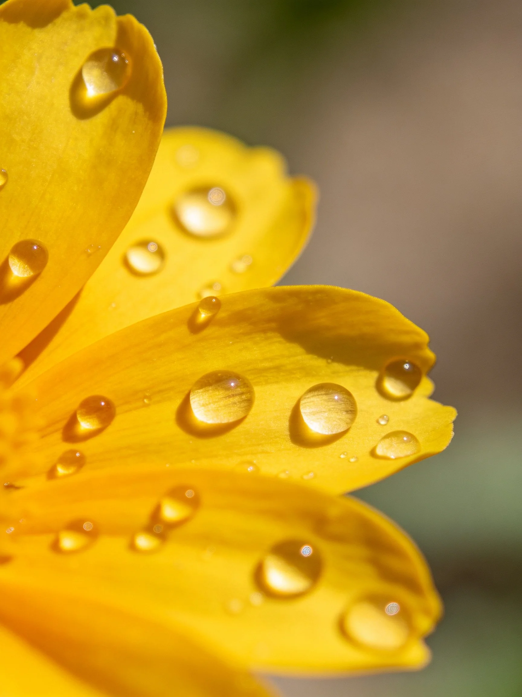 Yellow flower petals covered in many water droplets
