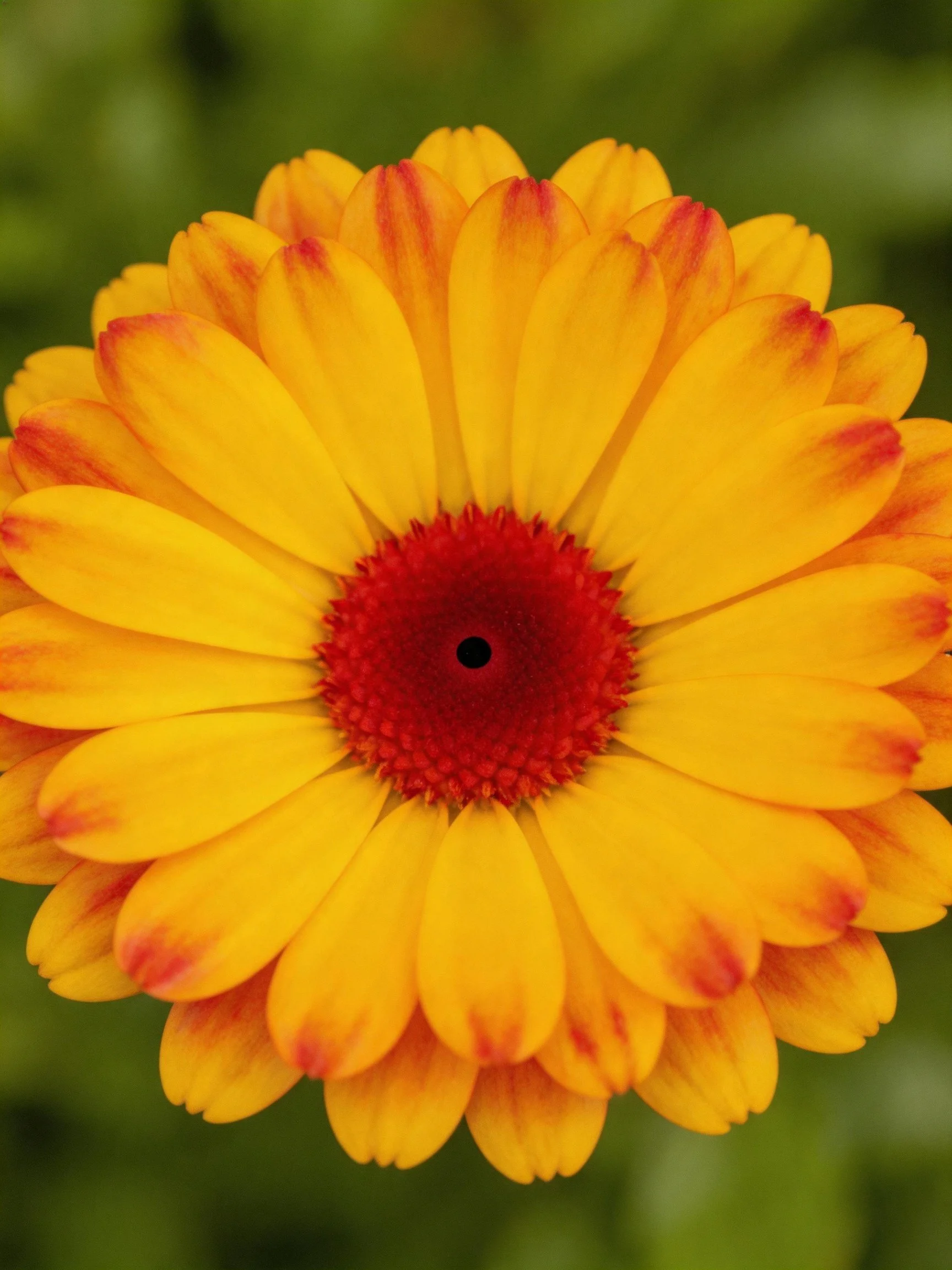 Yellow flower with red-tipped petals and red center