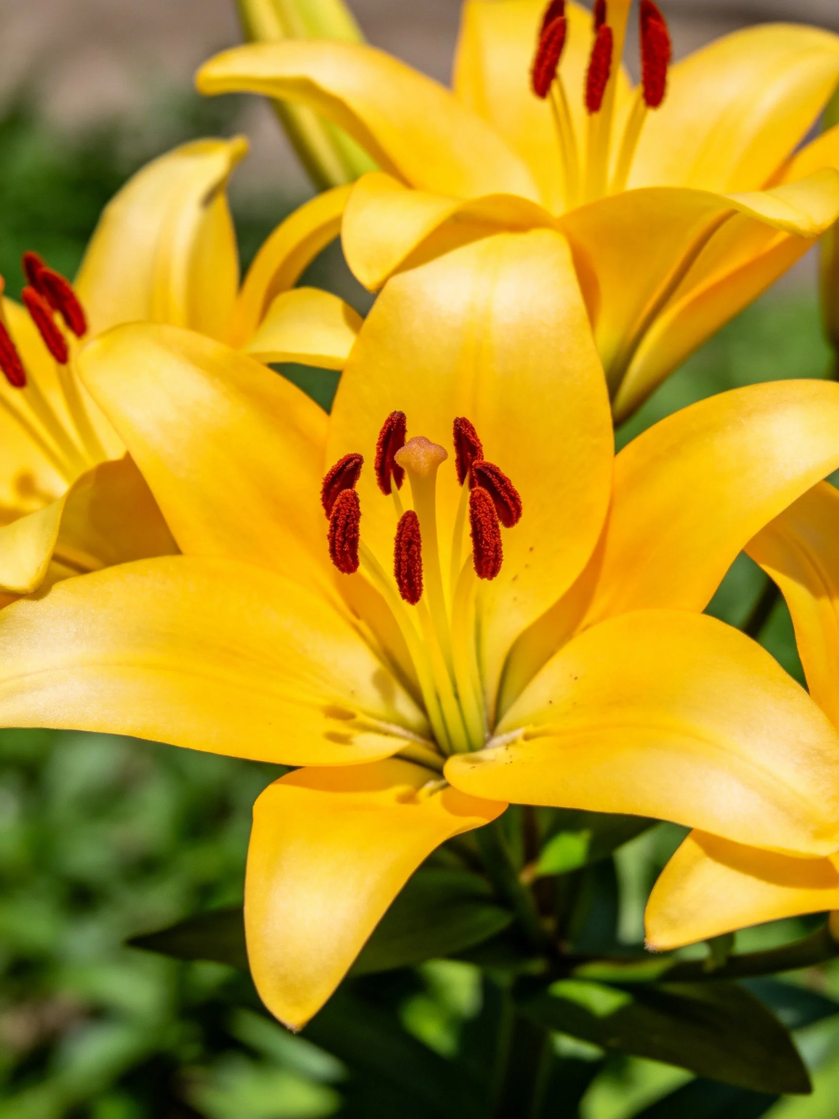 Yellow lilies with reddish-brown stamens, multiple blooms close-up