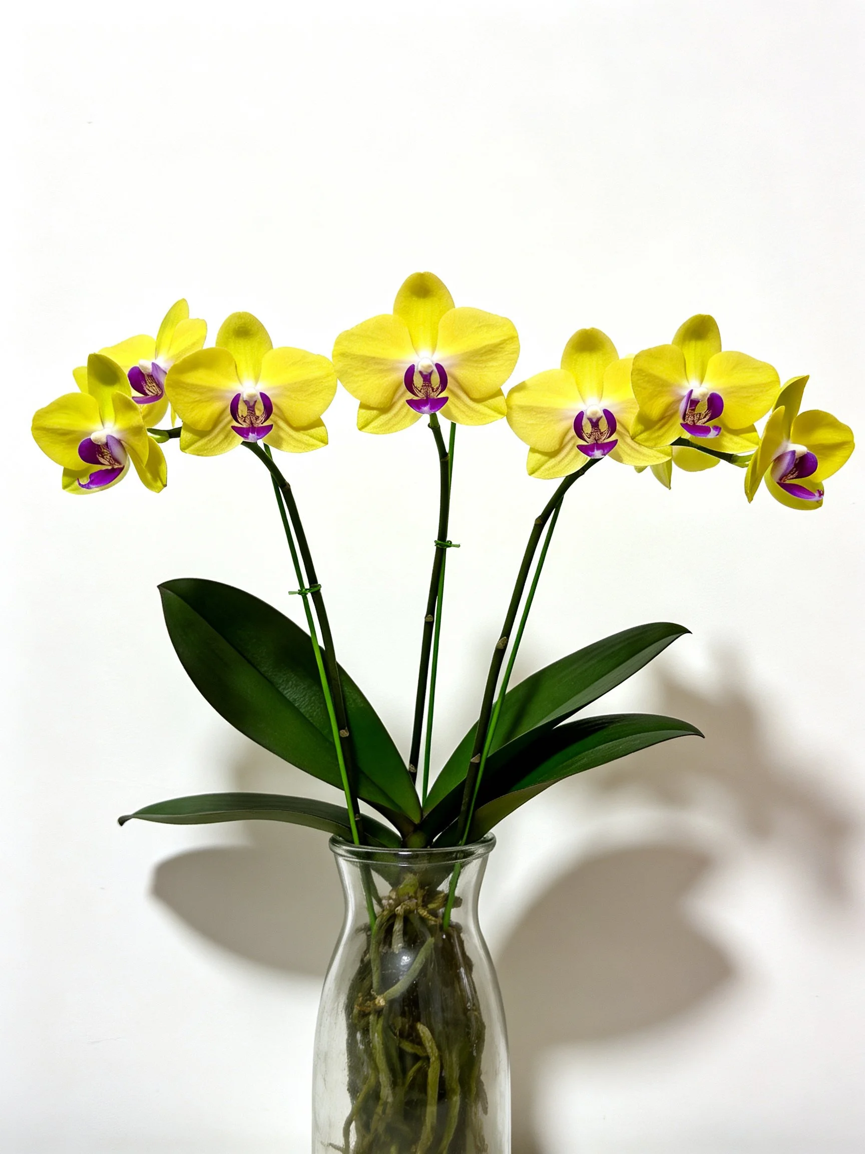Yellow orchid bouquet with purple centers in clear glass vase