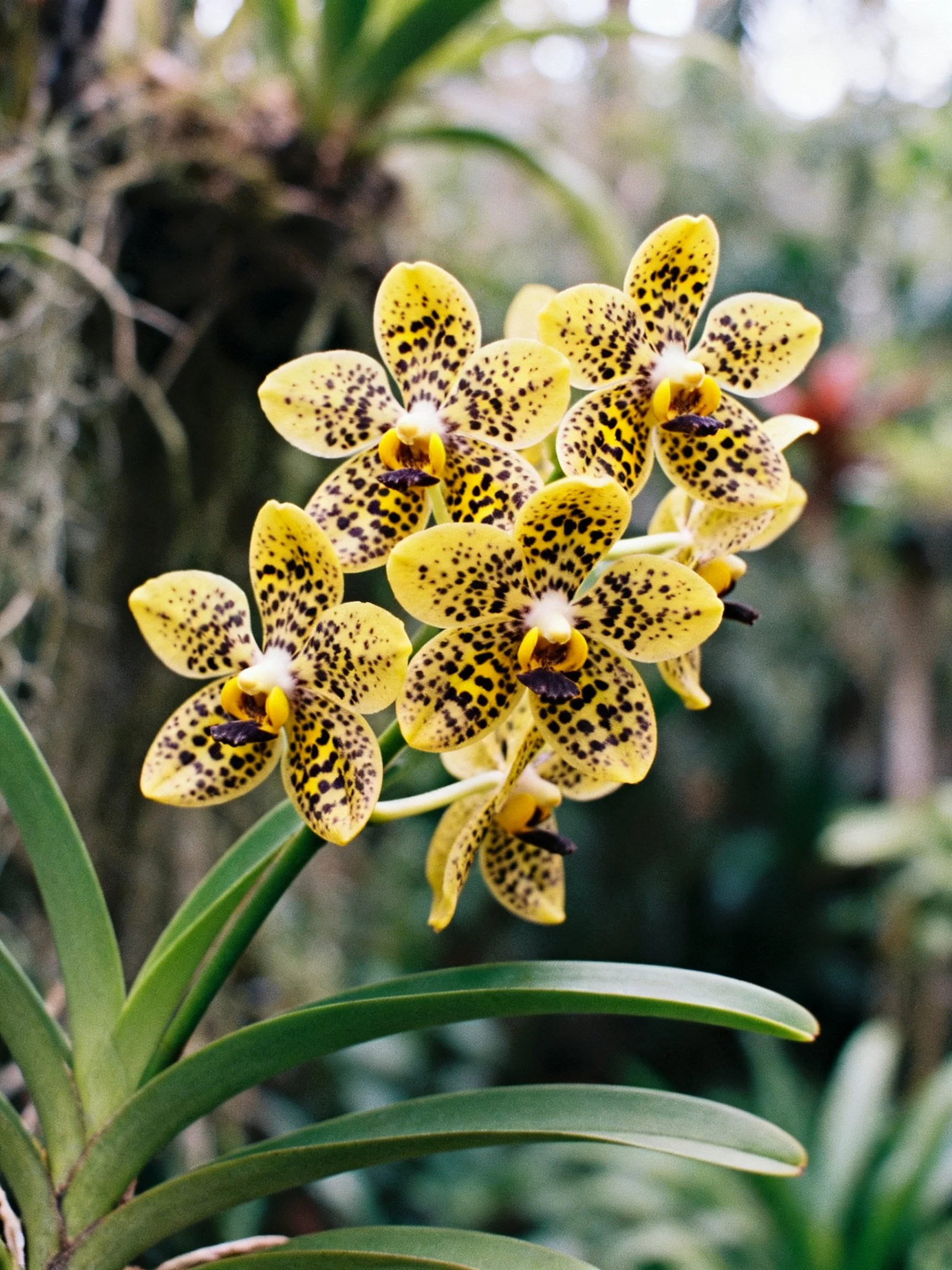 Yellow spotted orchid cluster with lush green foliage