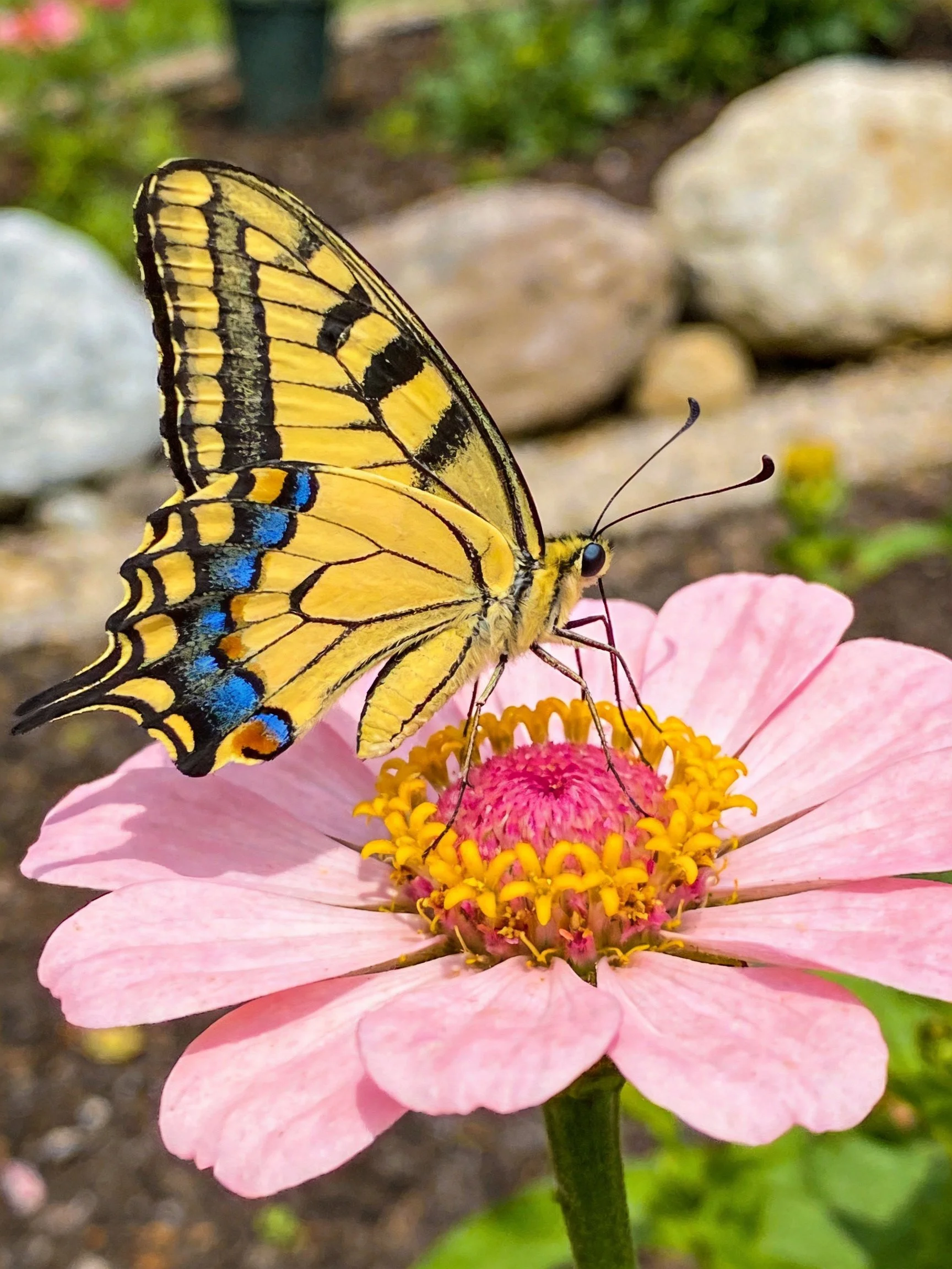 Yellow swallowtail butterfly on pink zinnia flower