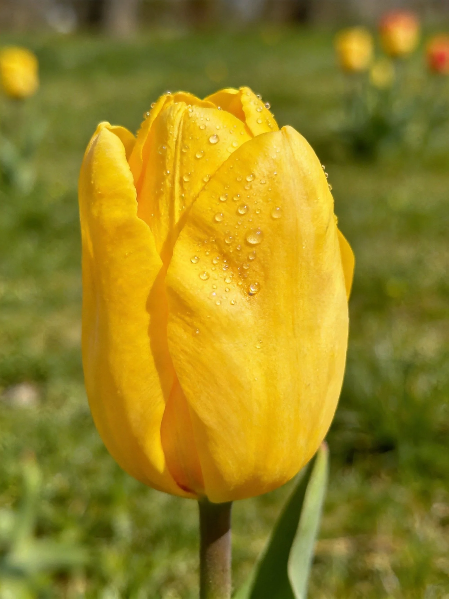 Yellow tulip with dewdrops in a garden