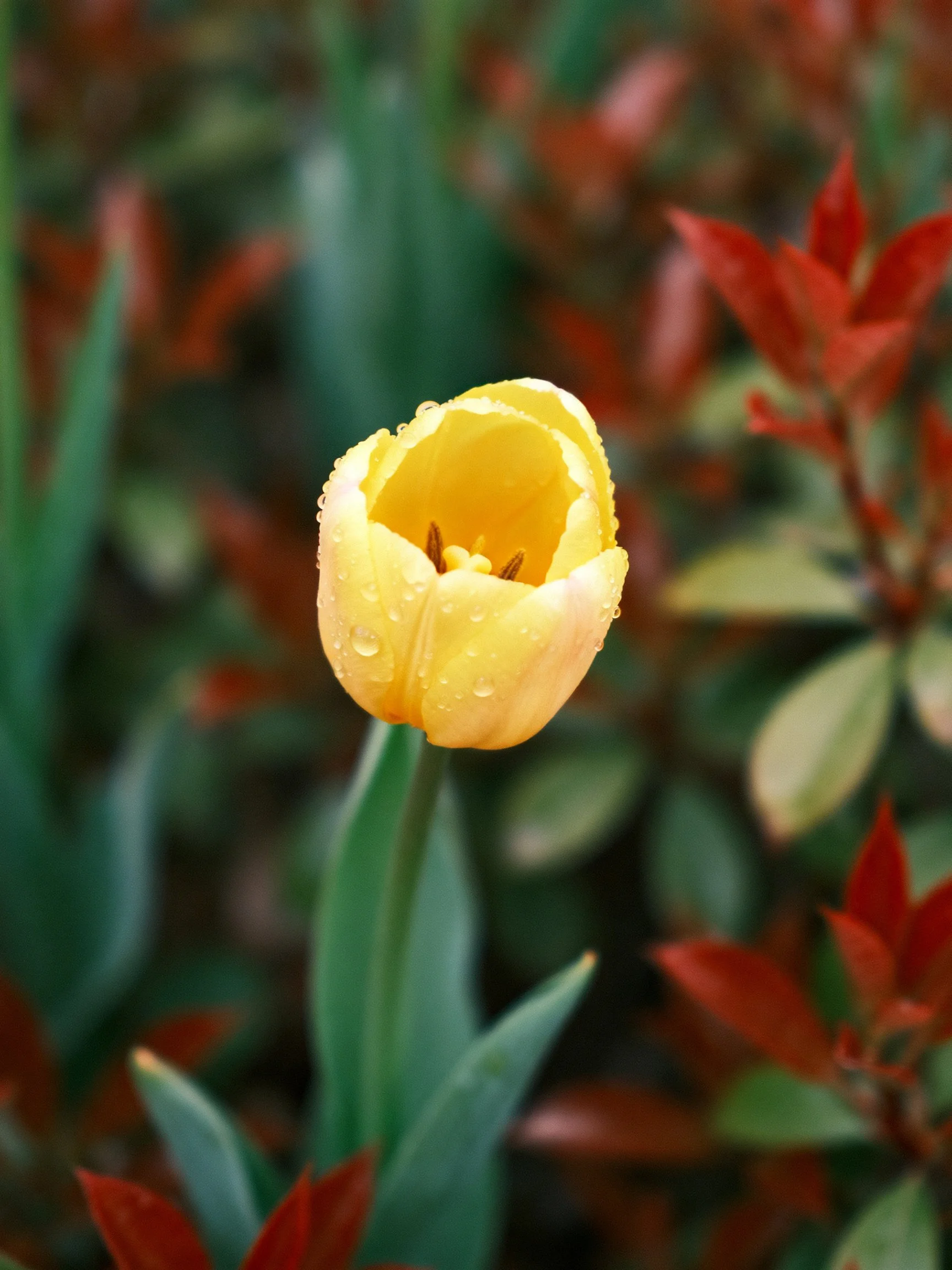 Yellow tulip with water droplets among green-red foliage