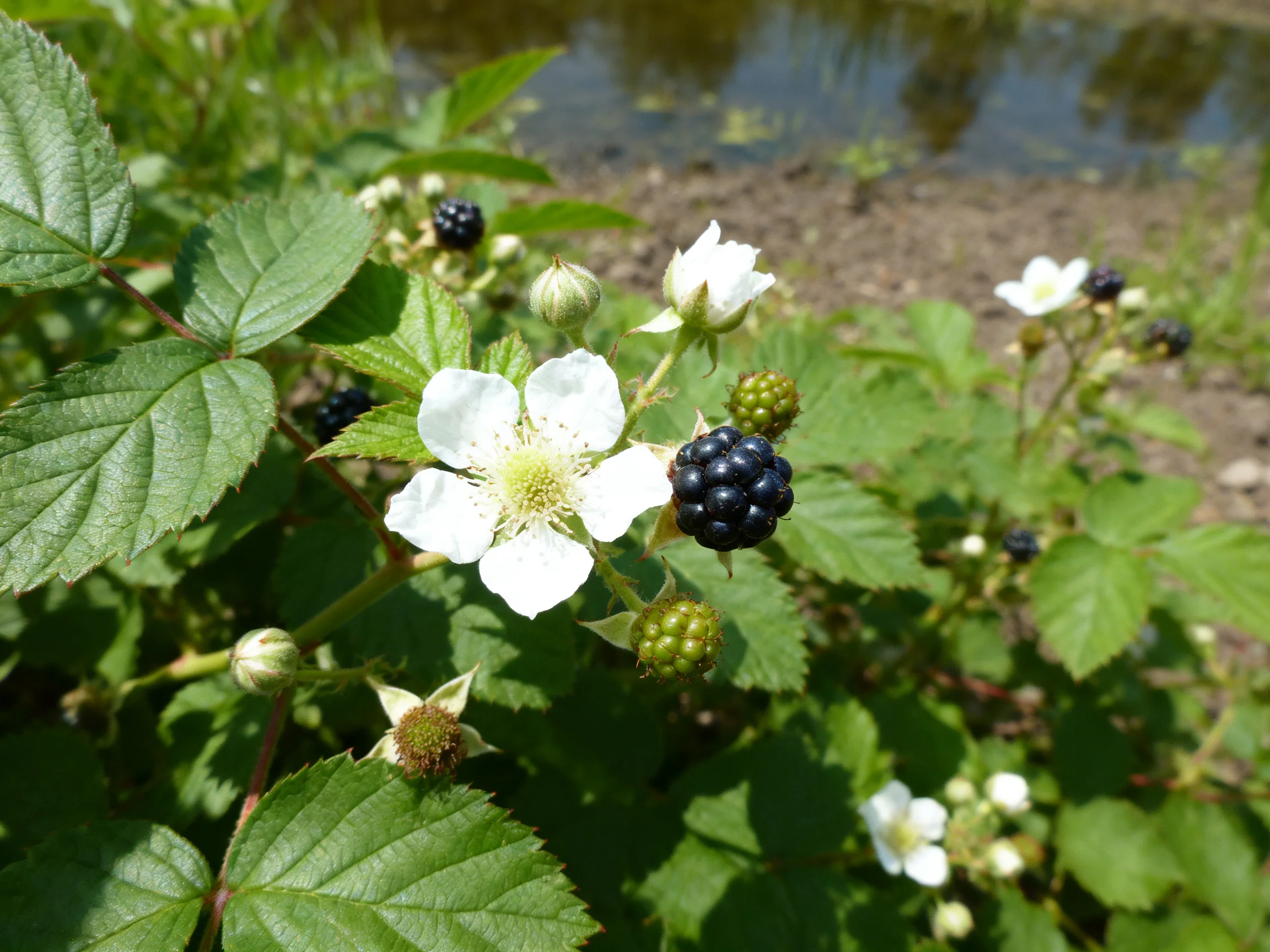 A Blackberry Bush with White Flowers Near a Shallow Water Area
