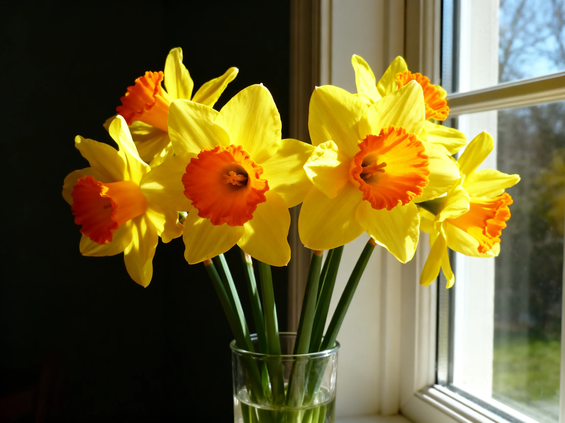 A Bouquet of Yellow and Orange Daffodils in a Glass Vase by a Sunlit Window