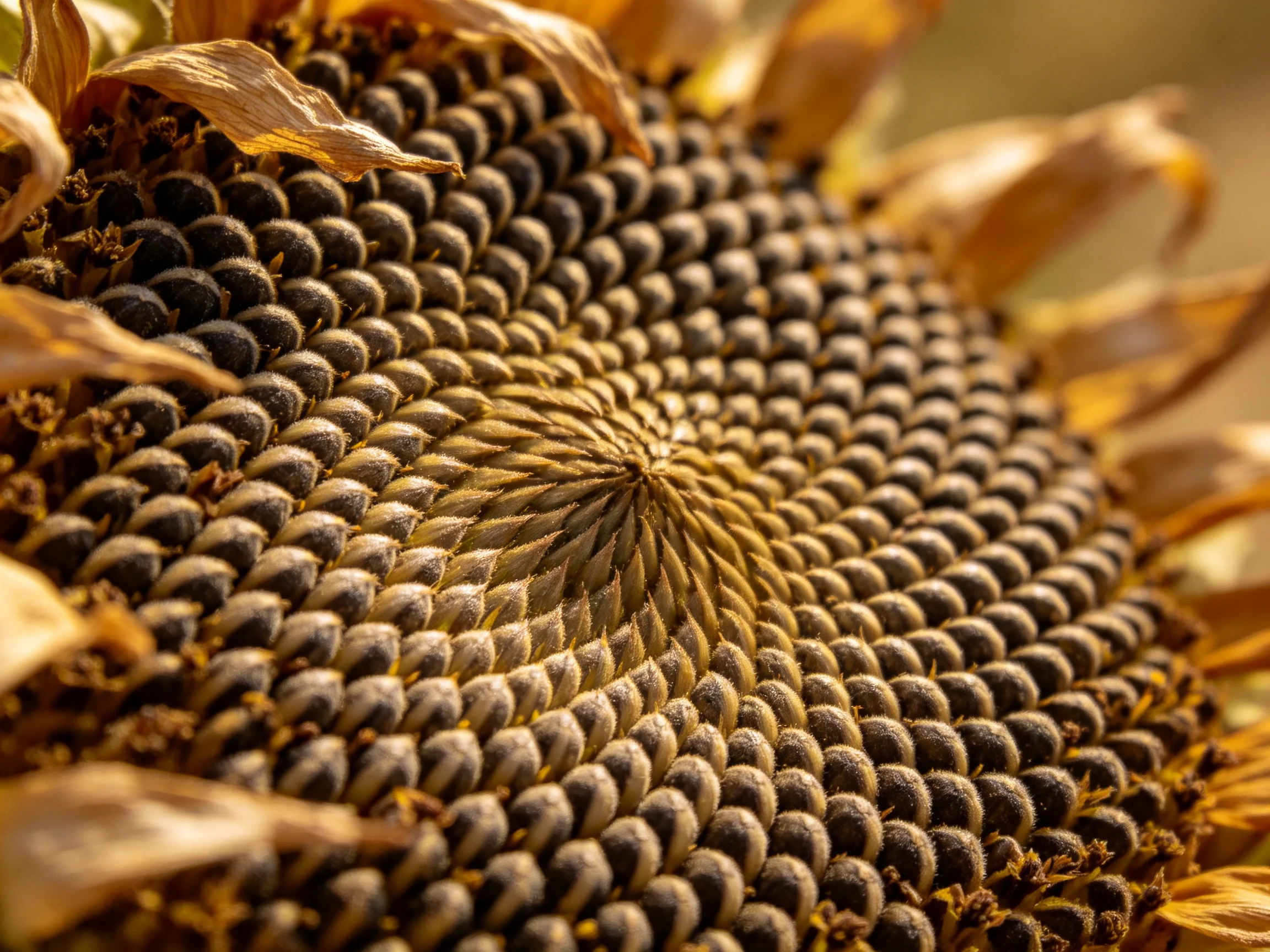 A Close - Up View of a Sunflower Seed Head with Intricate Patterns