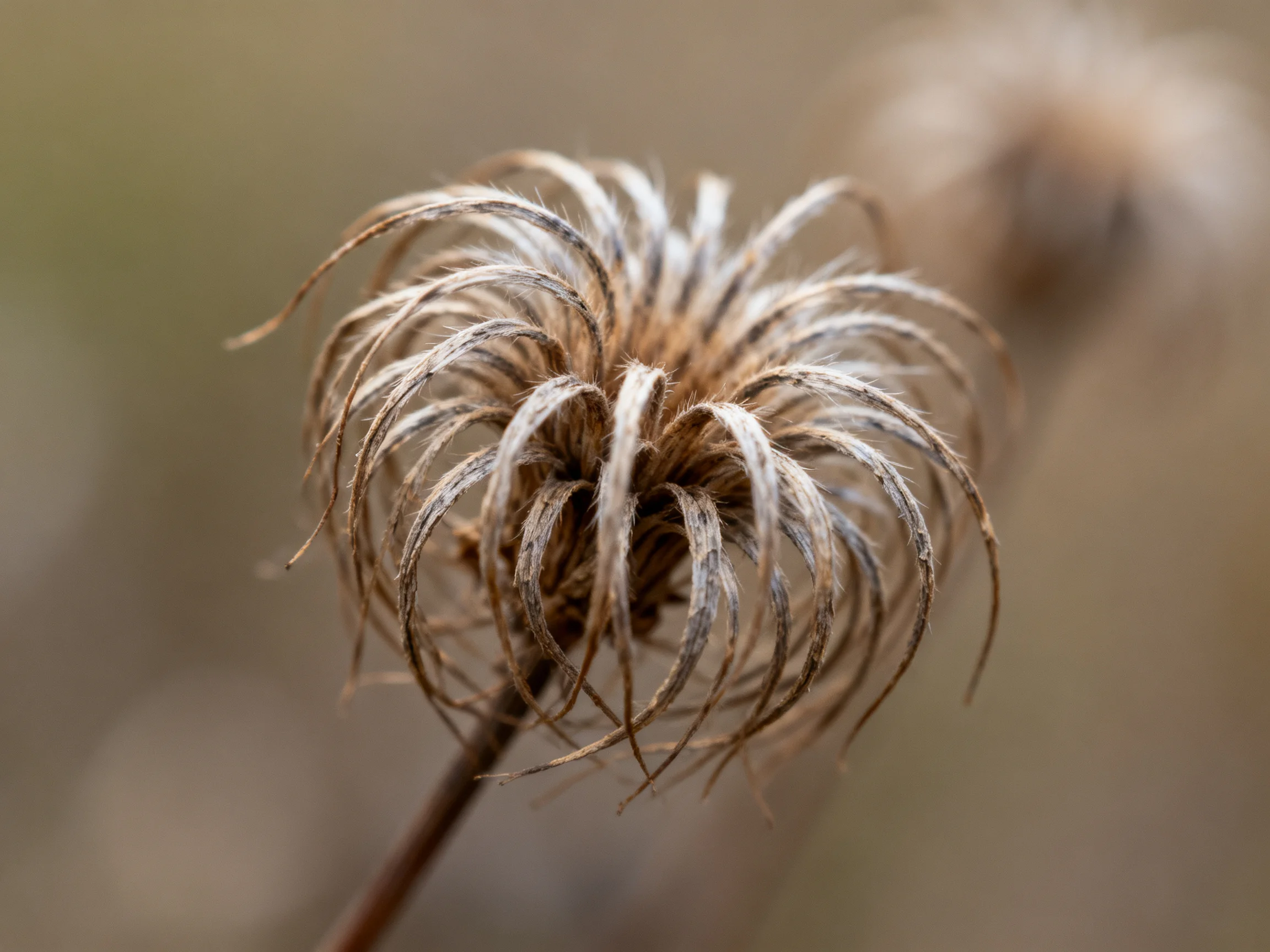 A Dried Flower Head with Curly Brown and Gray Petals