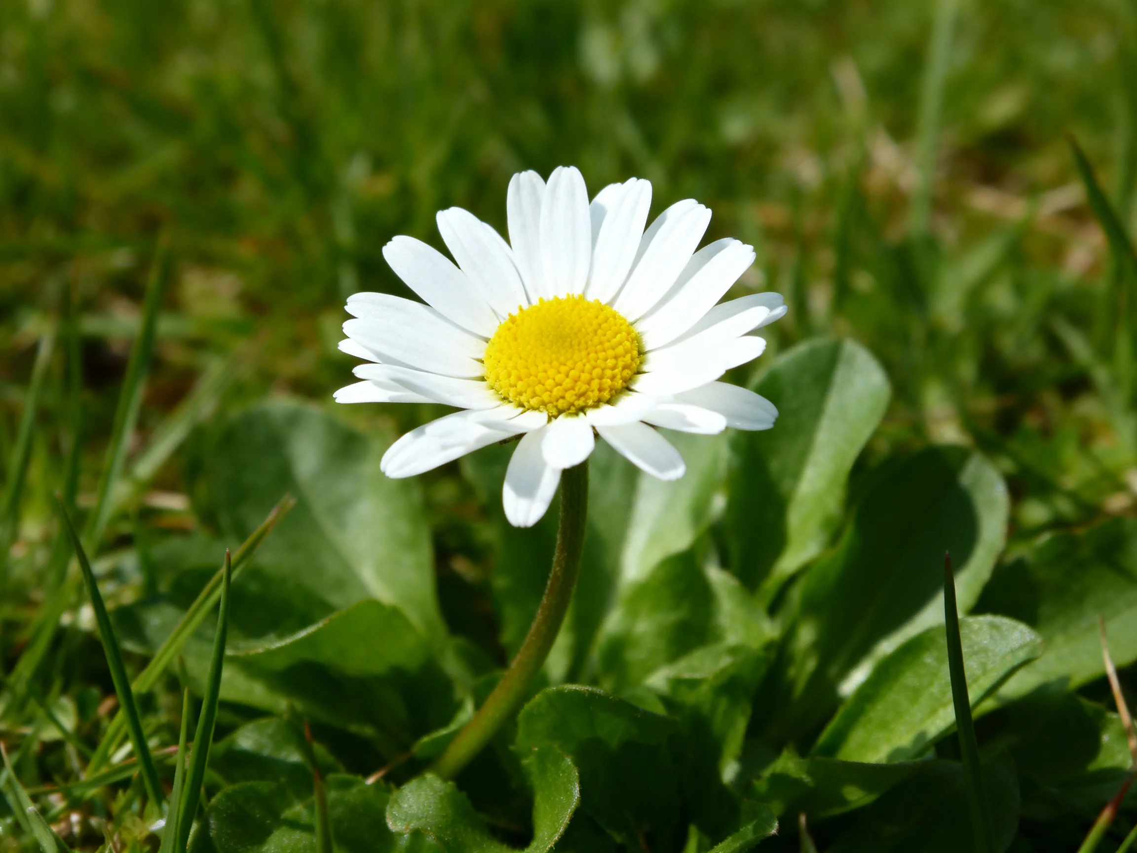 A Single Daisy with White Petals and Yellow Center Amidst Lush Green Foliage