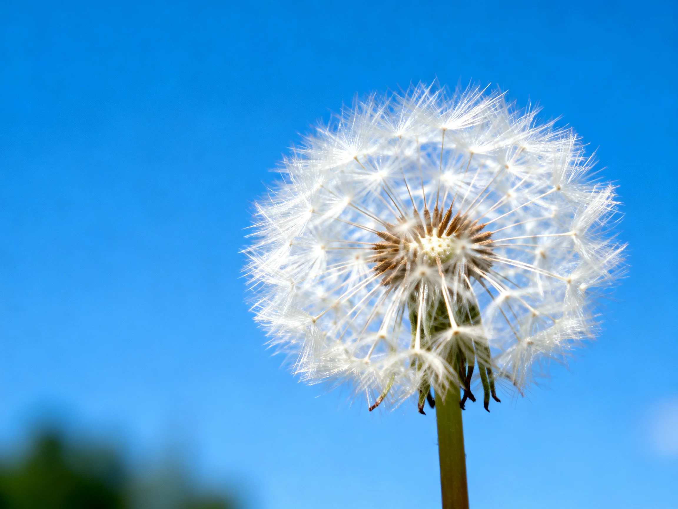 A Single Mature Dandelion Seed Head Against a Clear Blue Sky