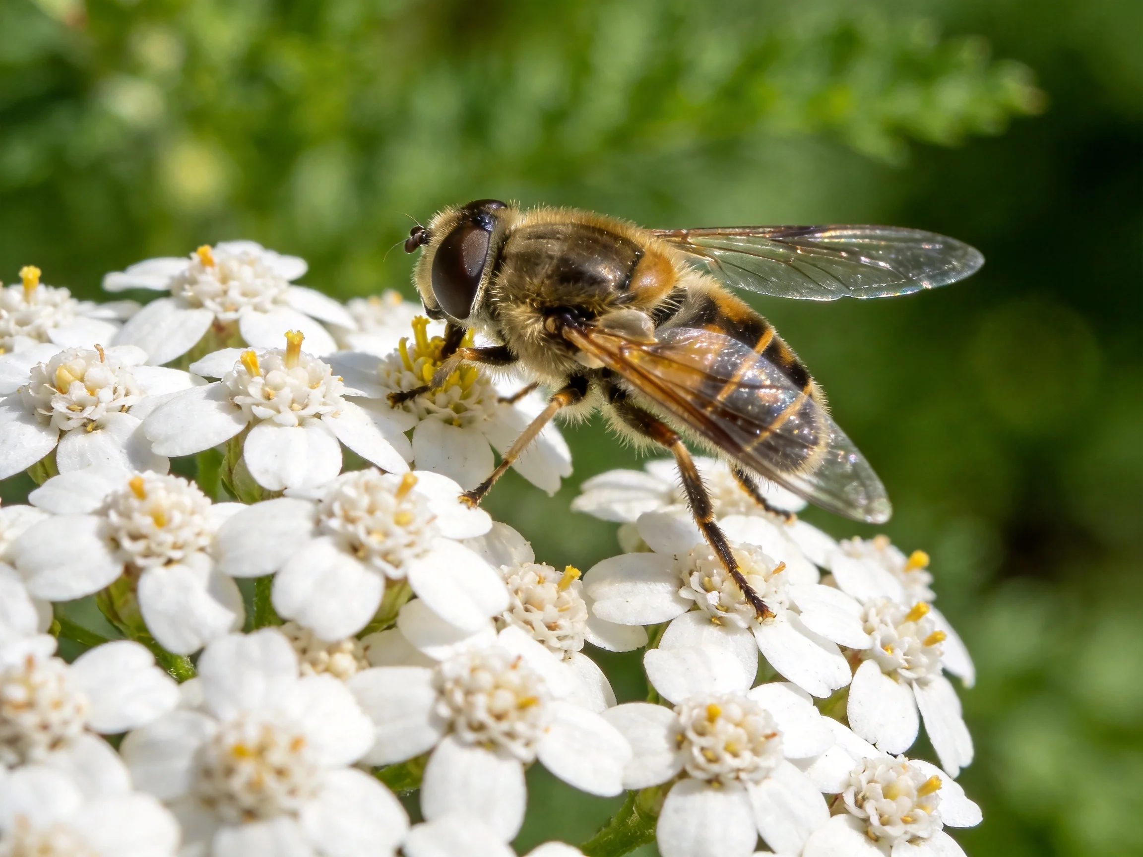 A bee mimic with yellow-black stripes on small white clustered flowers