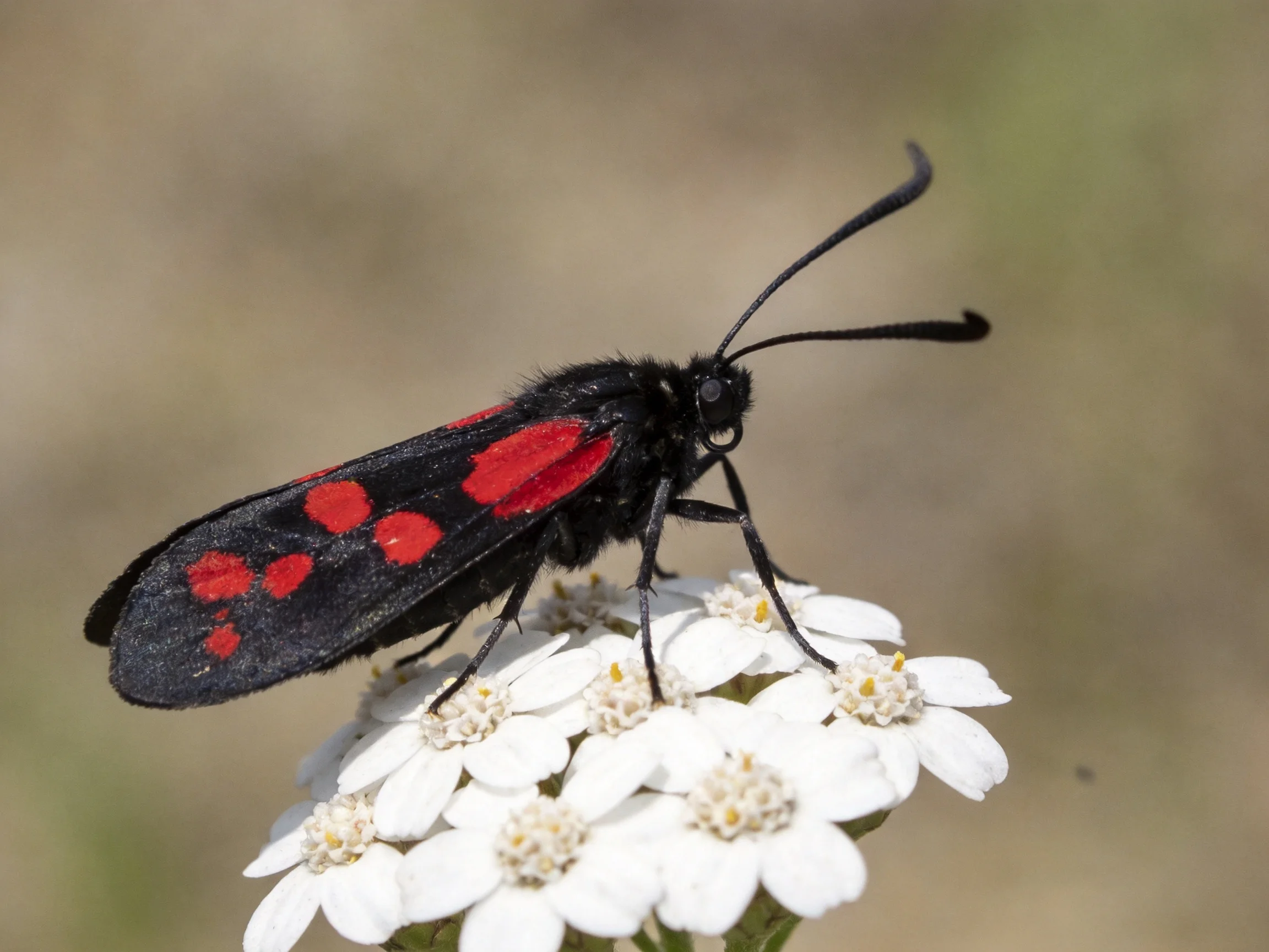 A black and red moth perched on small white clustered flowers